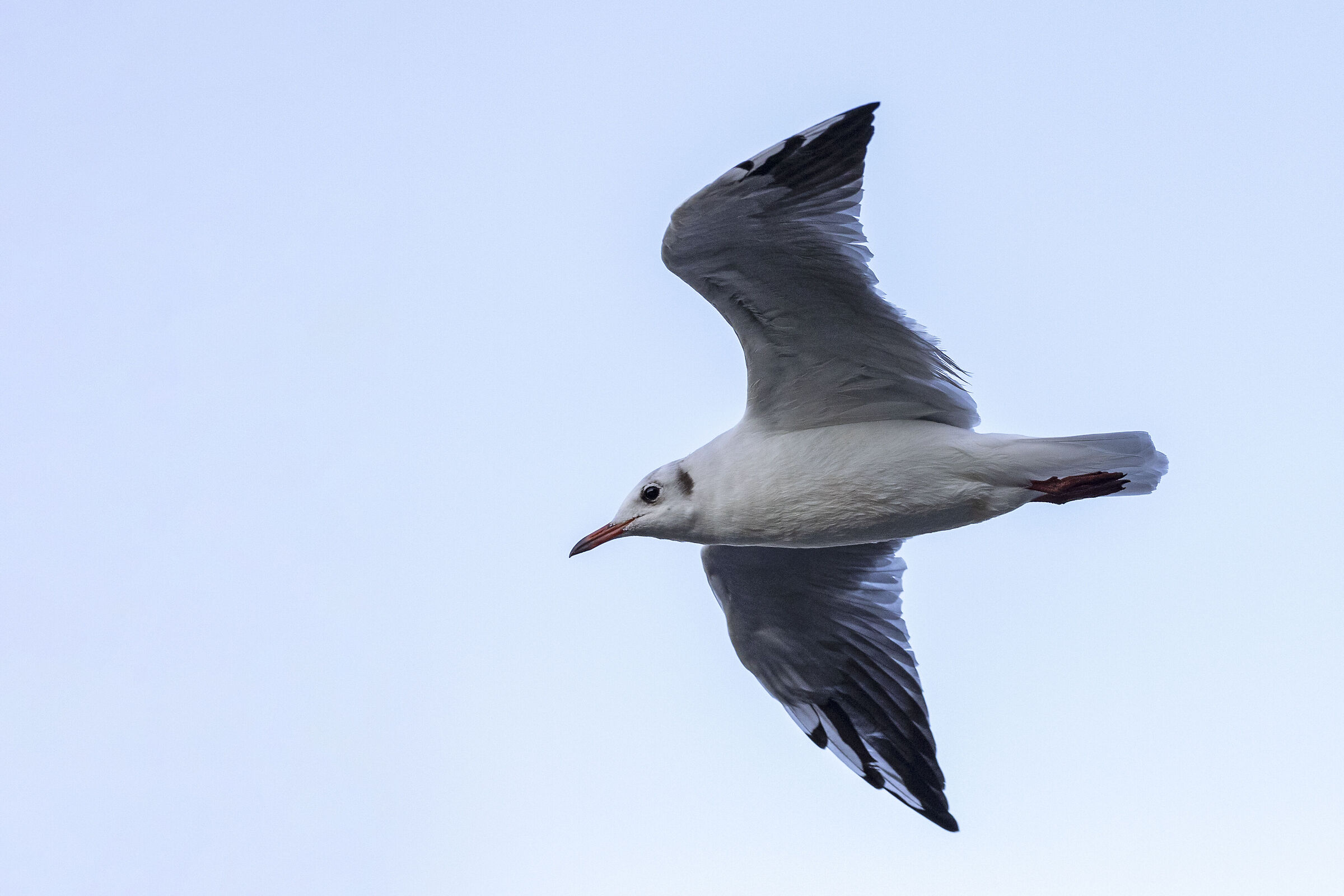 Seagull in flight