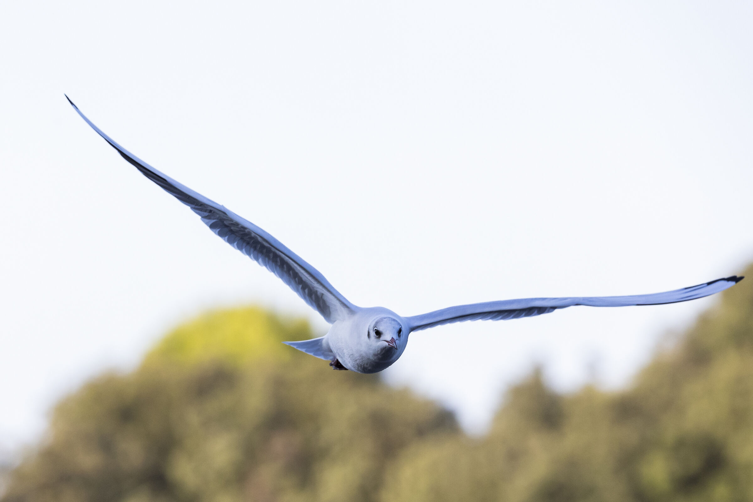 Gabbianella in volo 2