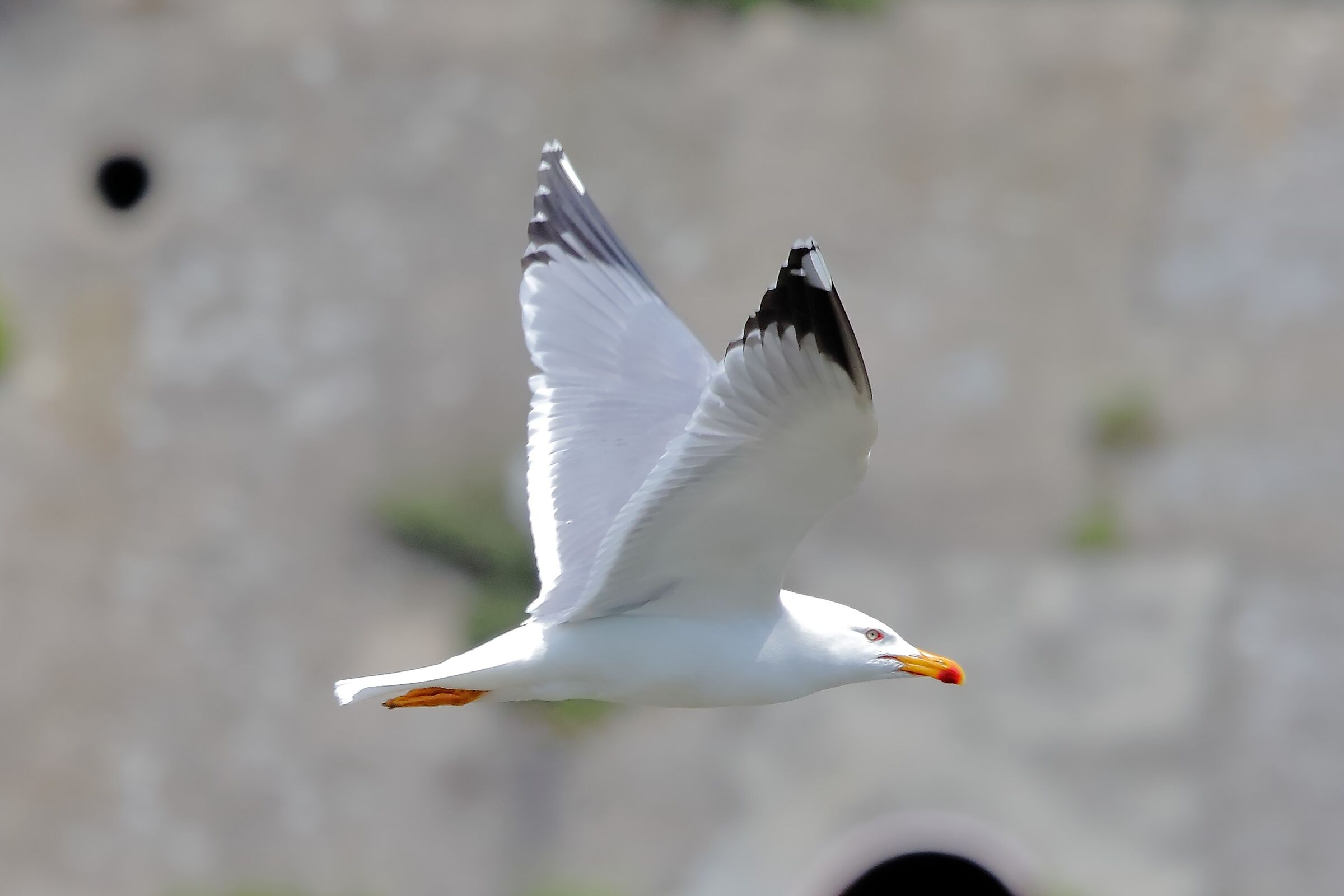 Gabbiano reale zampe gialle 23-05-2023