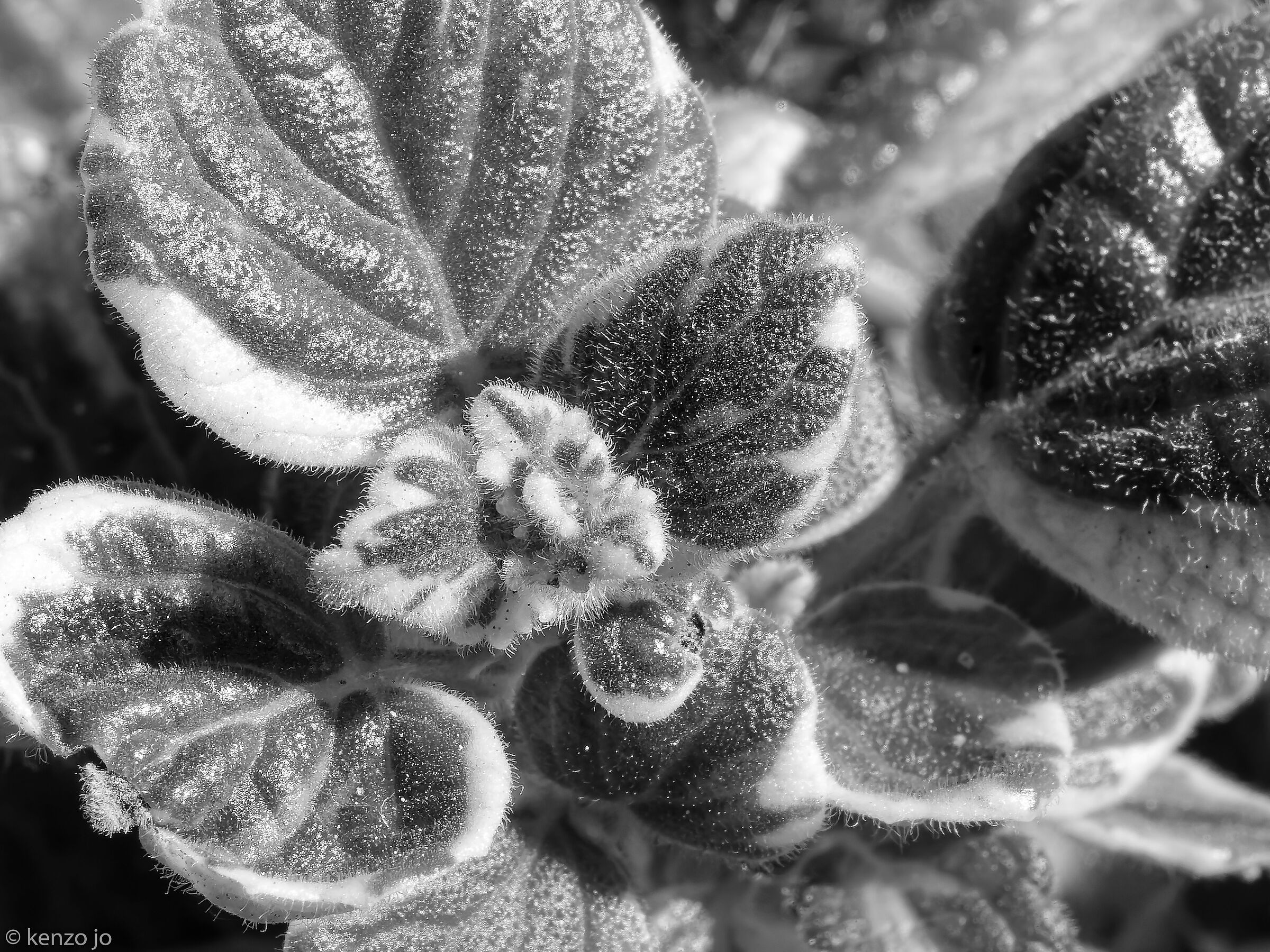 Plectranthus Coleoides