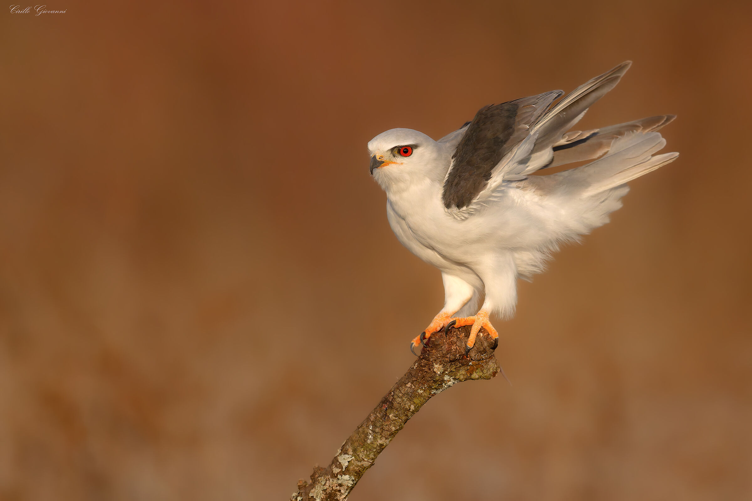 WHITE KITE