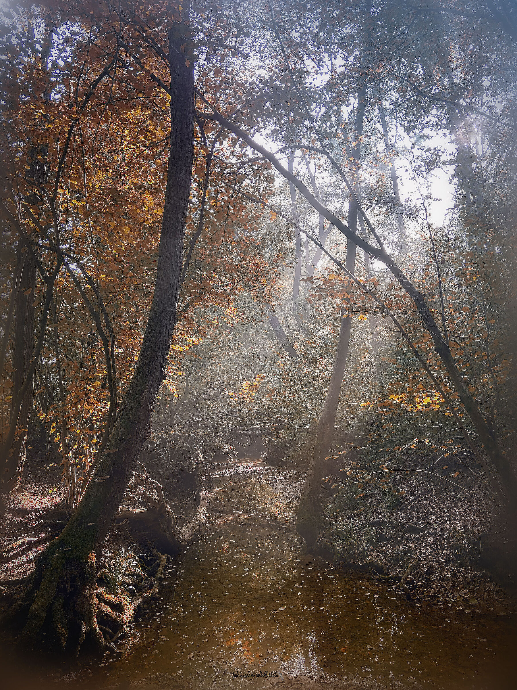 il ruscello nel bosco - stream in woodland