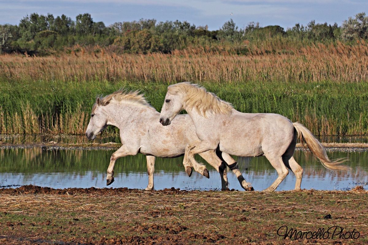 cavalli camargue