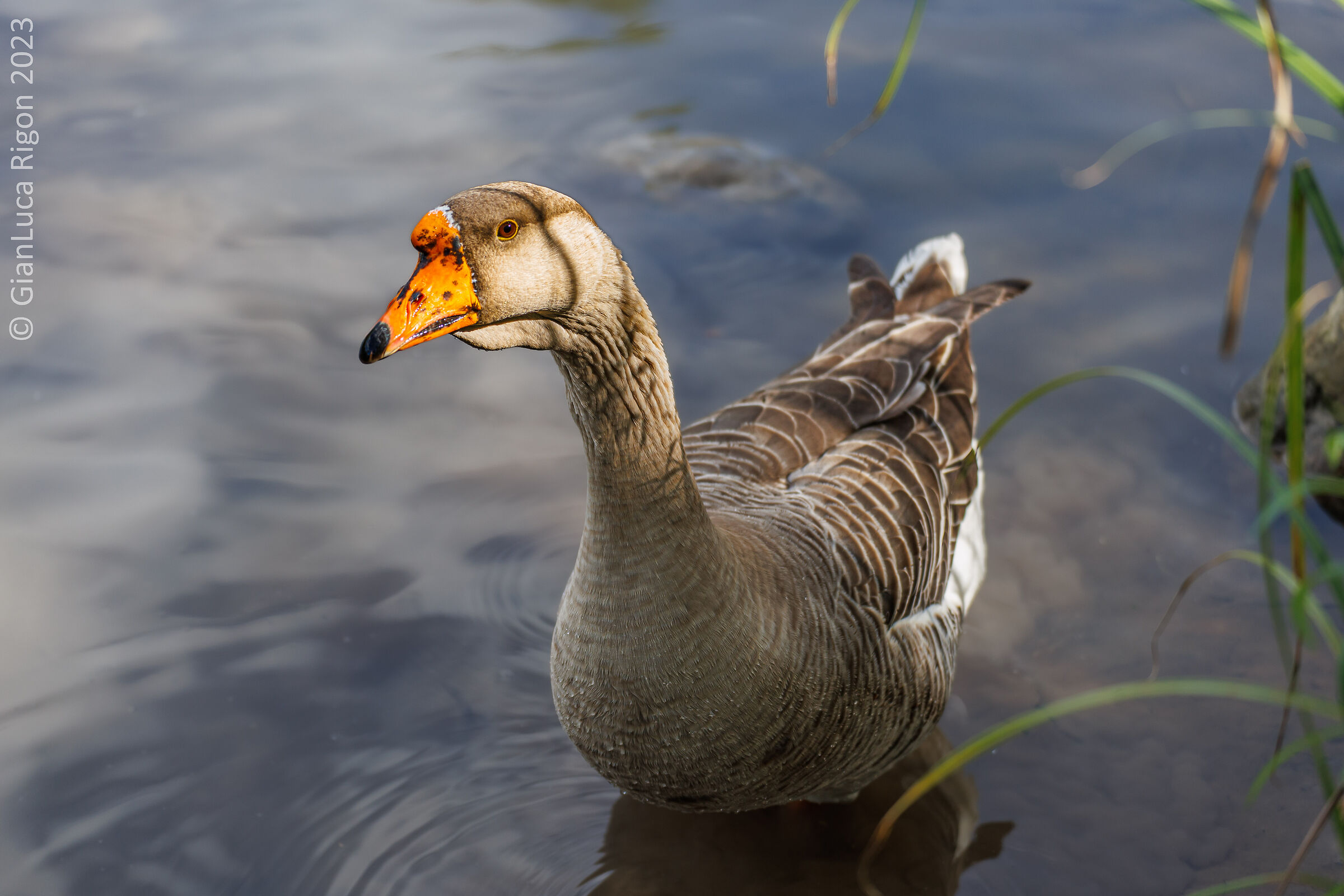 Oca selvatica all'Oasi di Nove