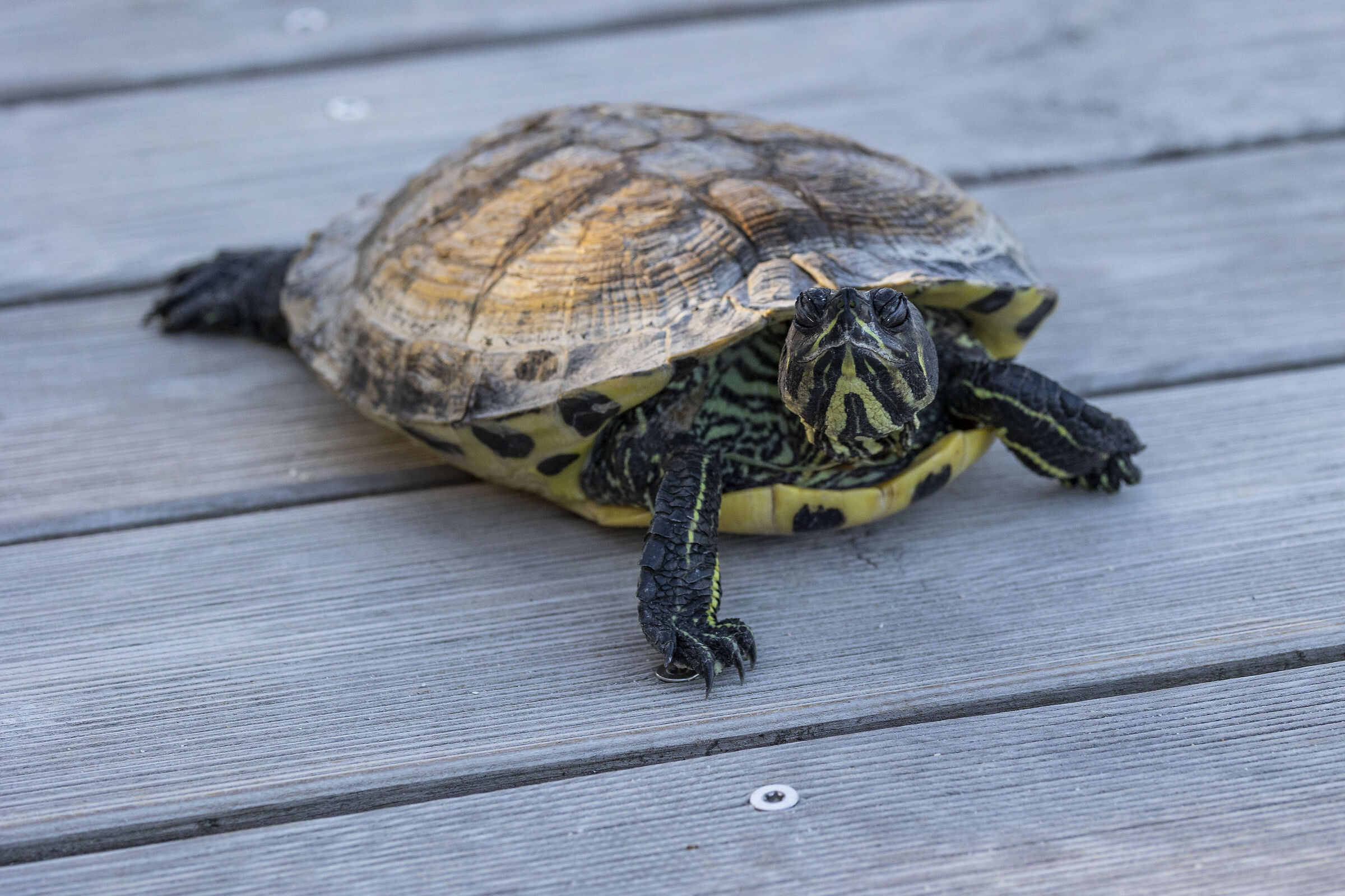 Che hai da guardare?