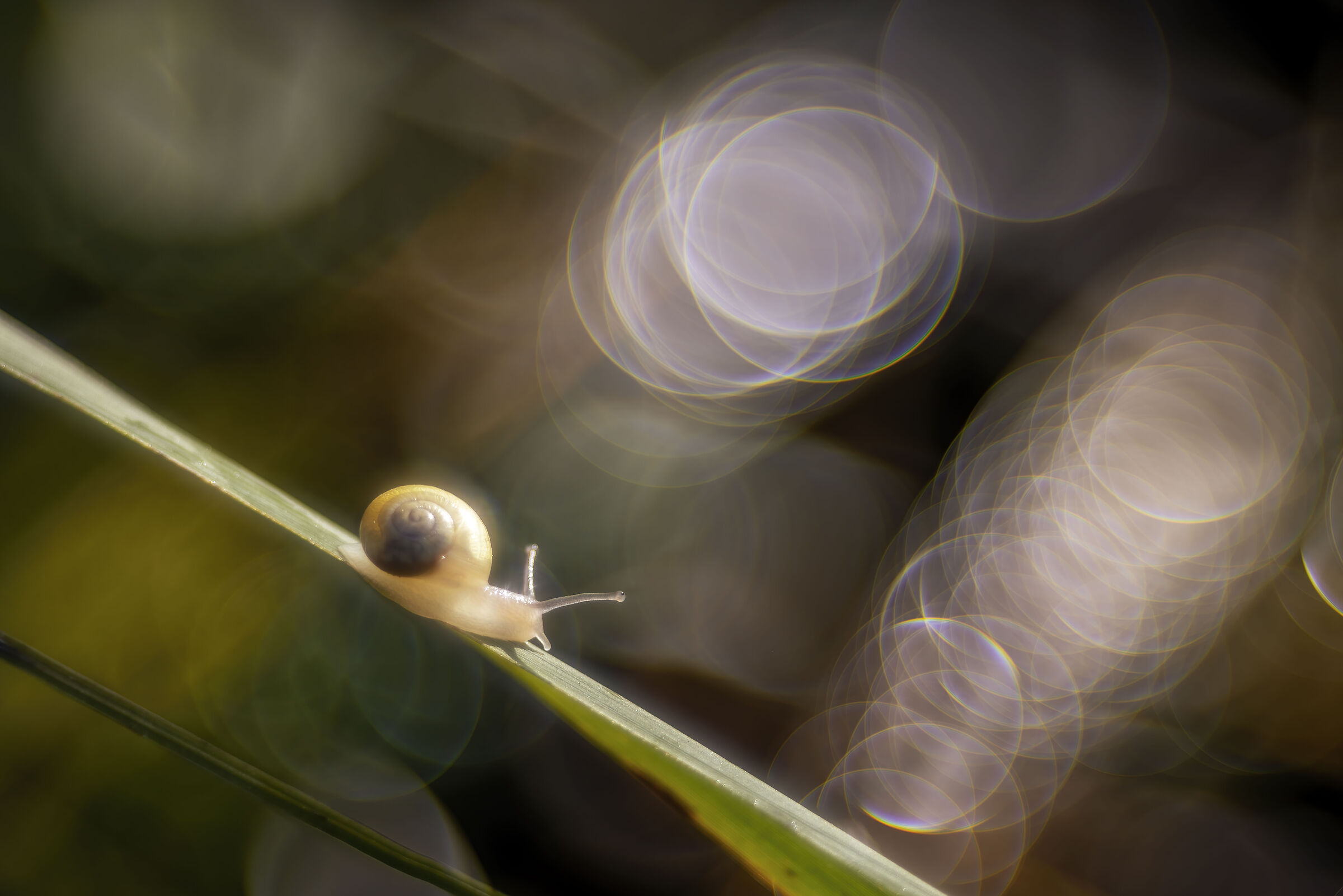 In un mondo di bolle