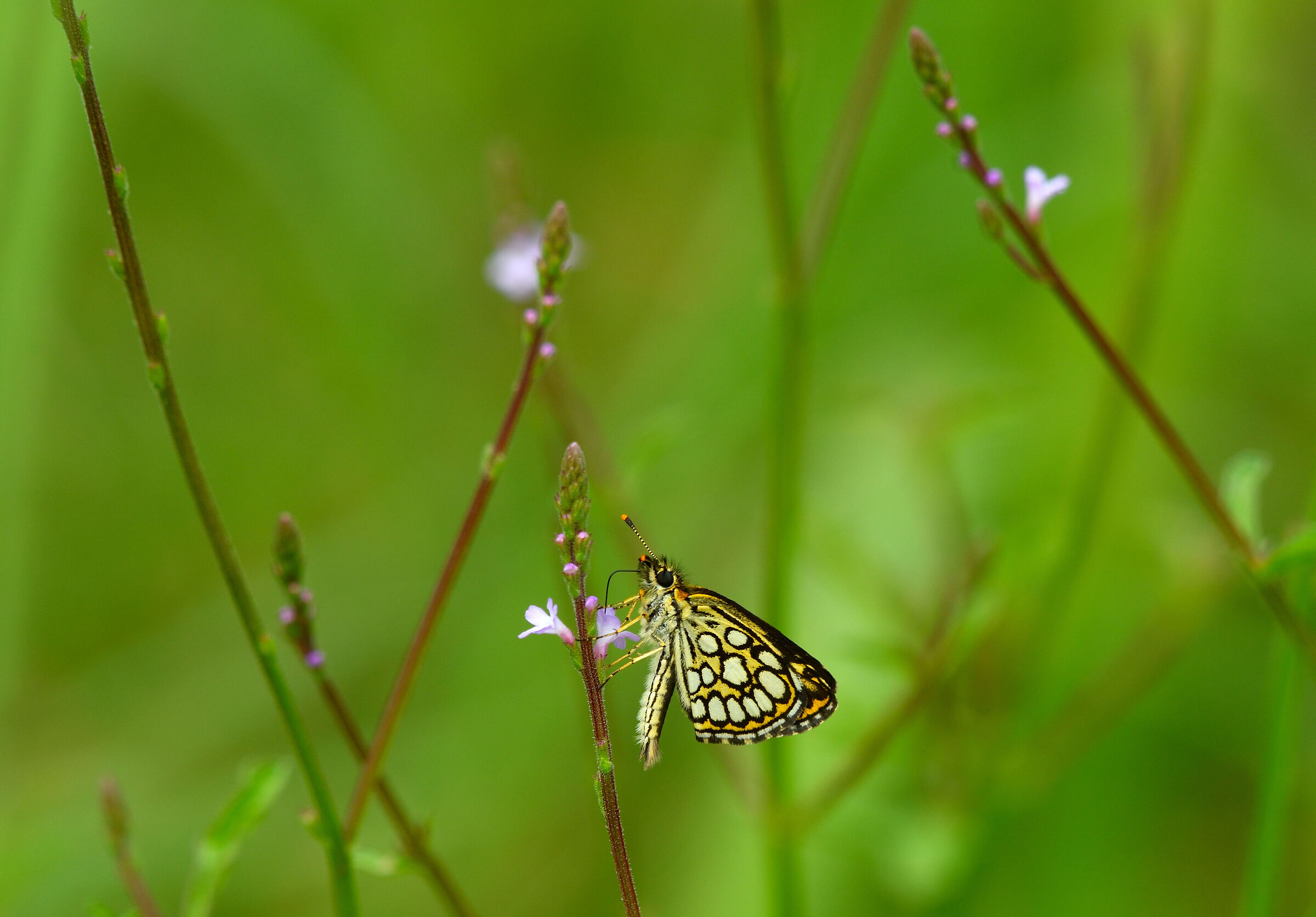 Heteropterus morpheus