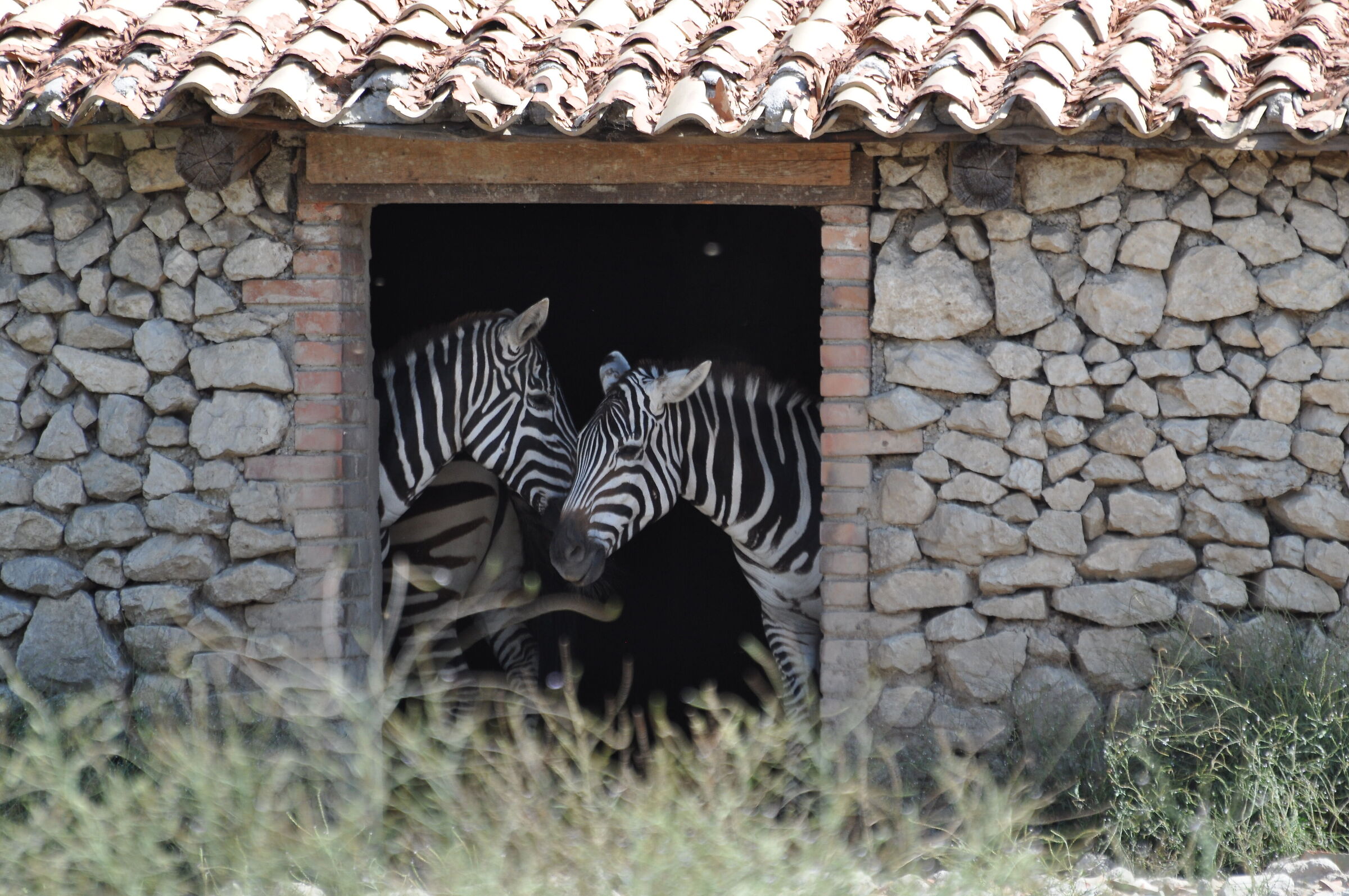 A love of Zebre