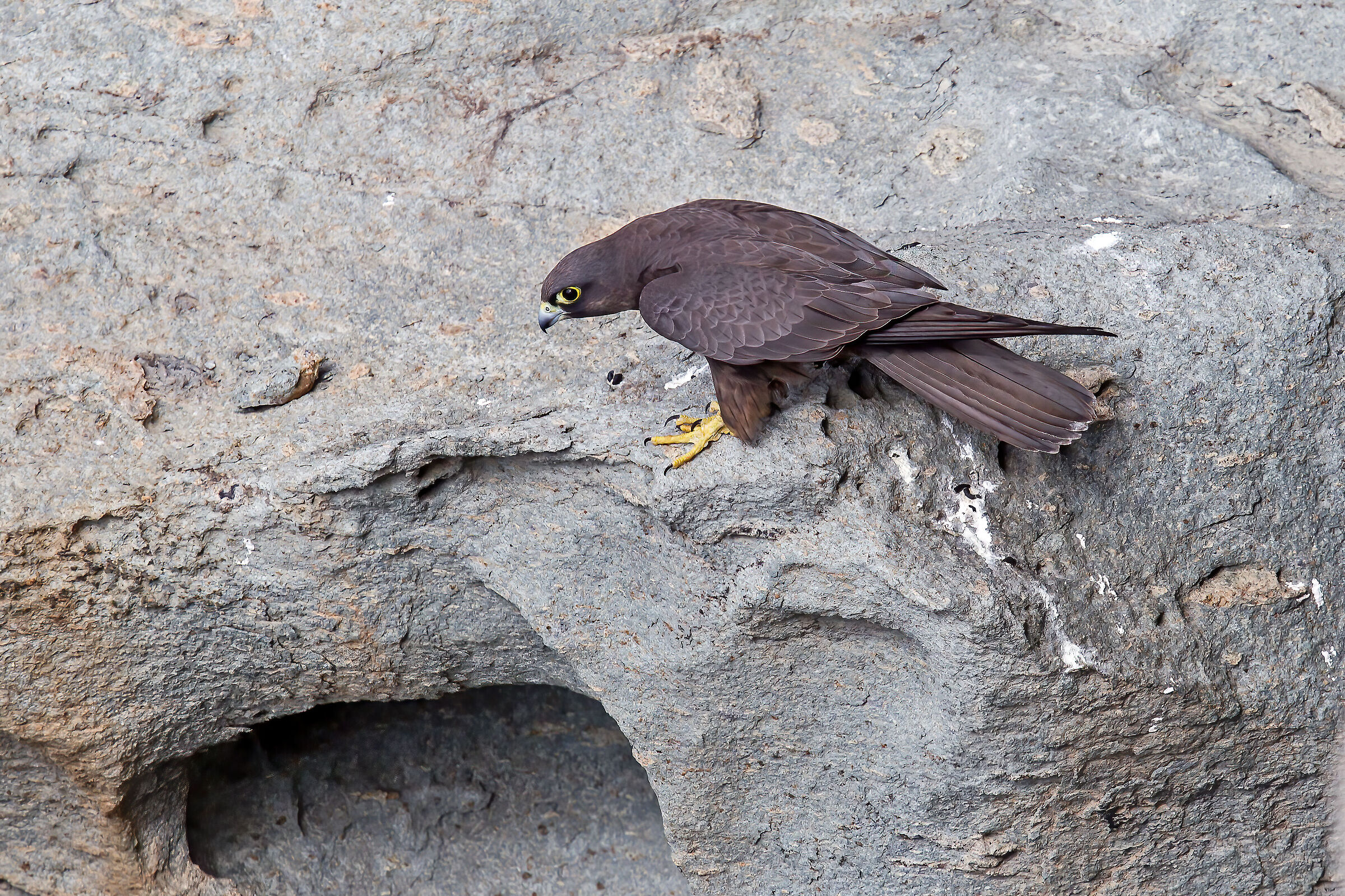 Falco eleonorae