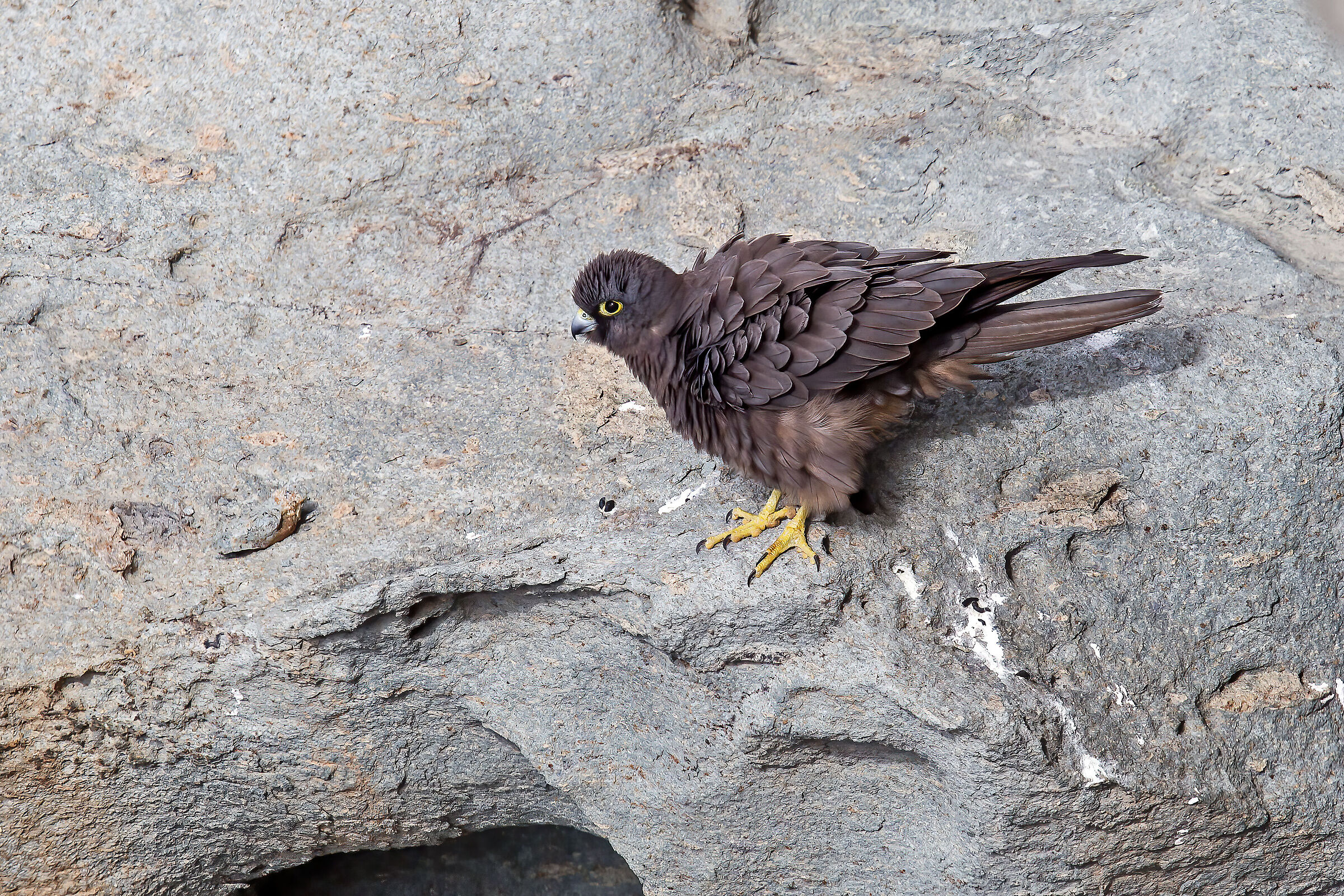 Falco eleonorae
