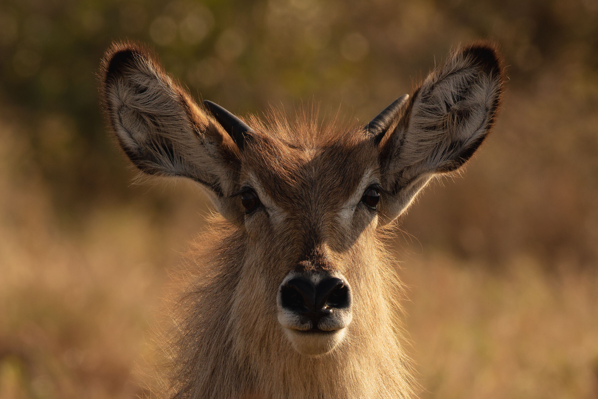 waterbuck