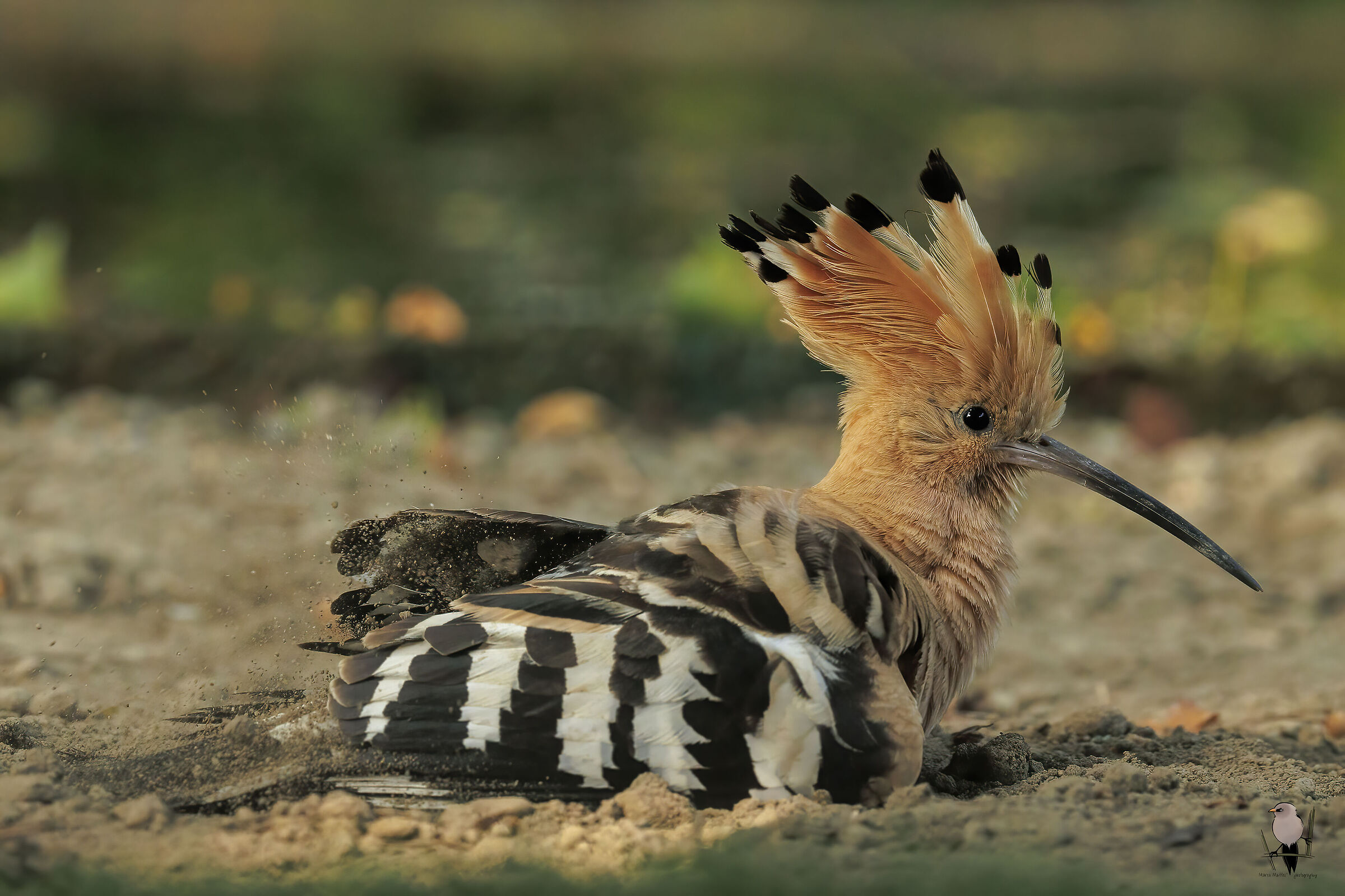 upupa