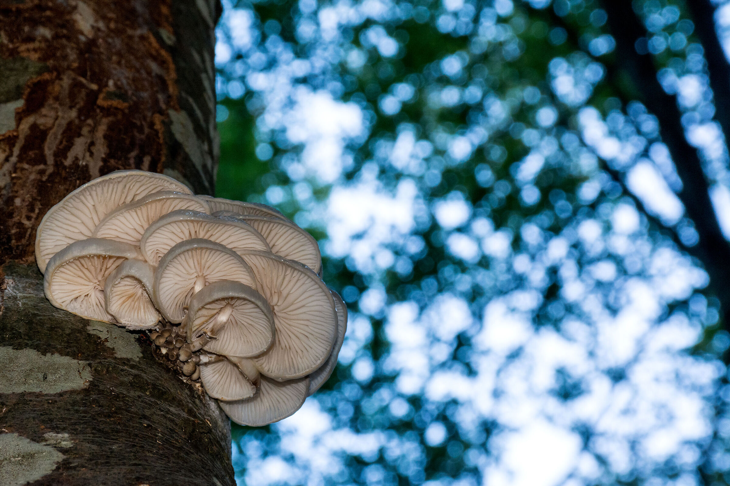 Oudemansiella mucida3