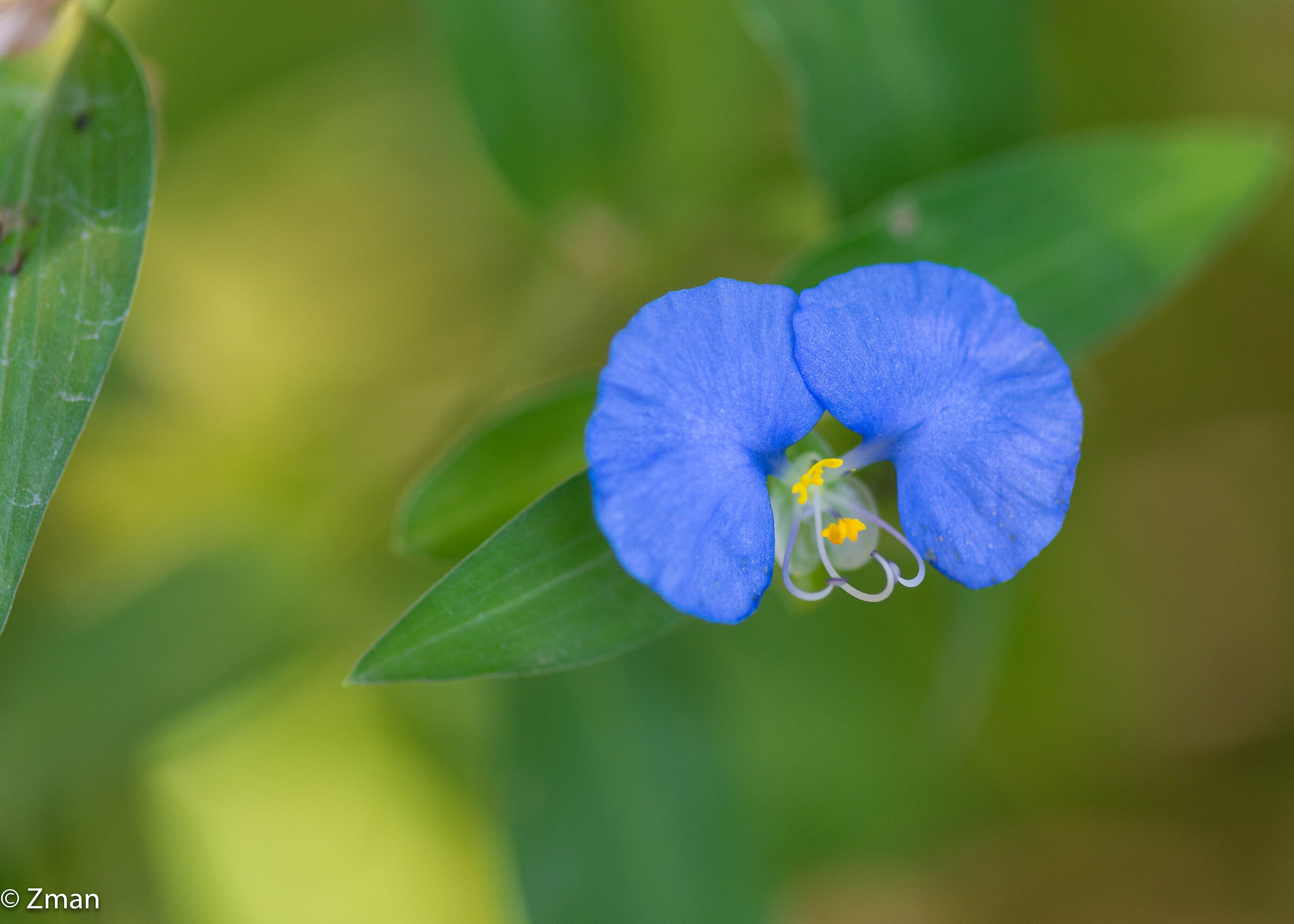 Bocca bianca Dayflower