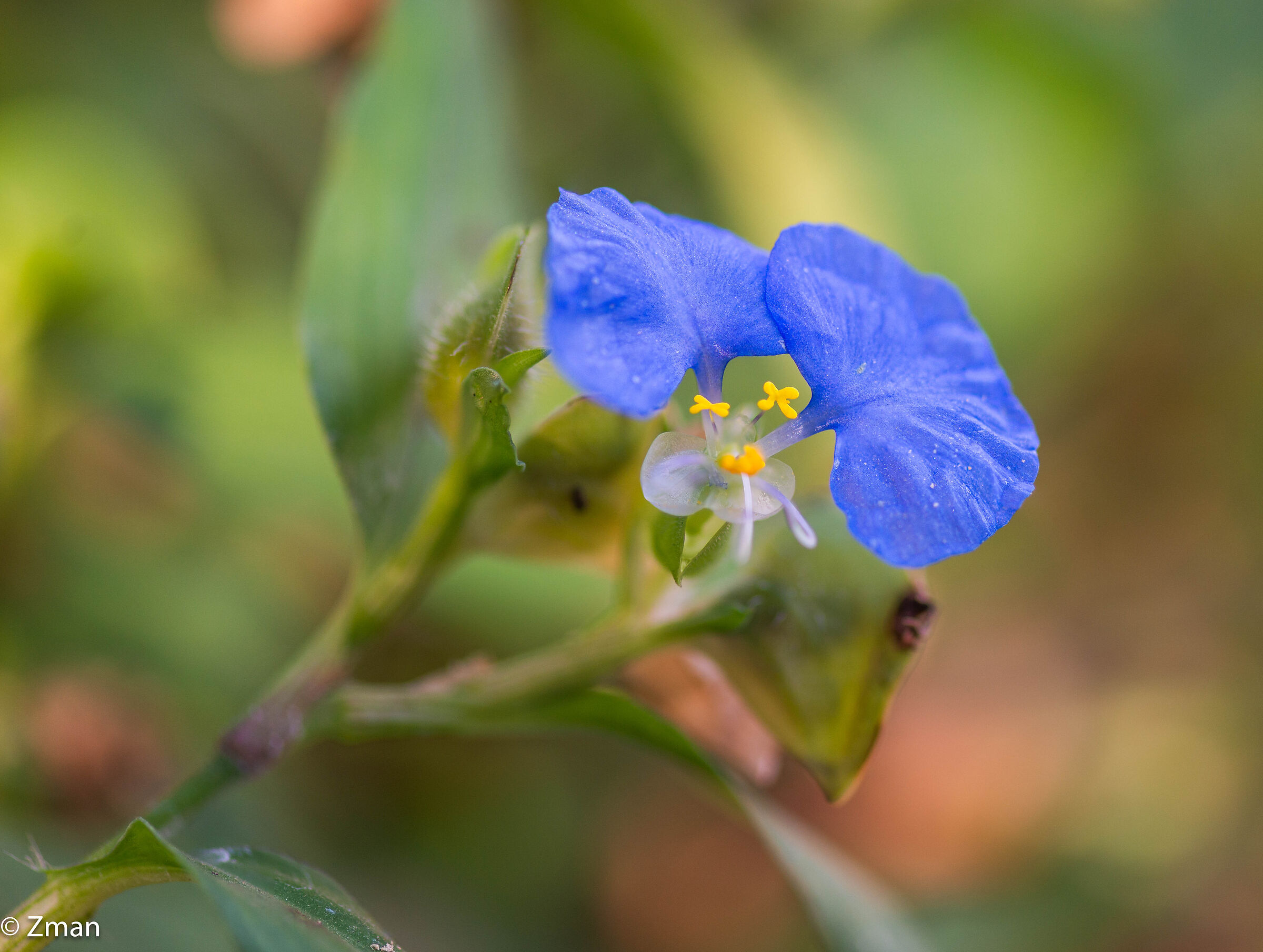 Bocca bianca Dayflower
