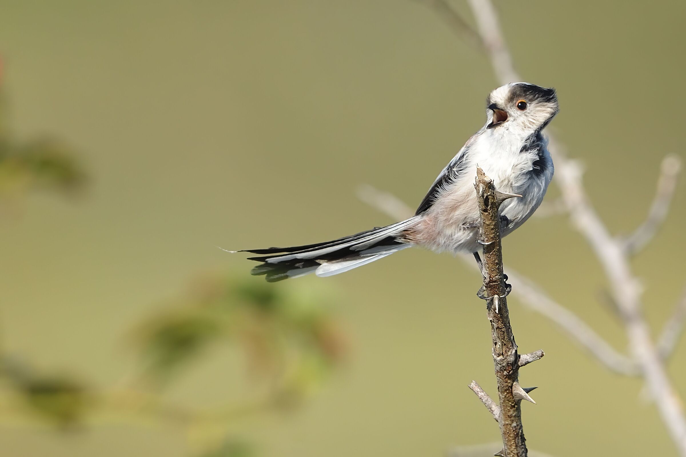 il canto del codibugnolo