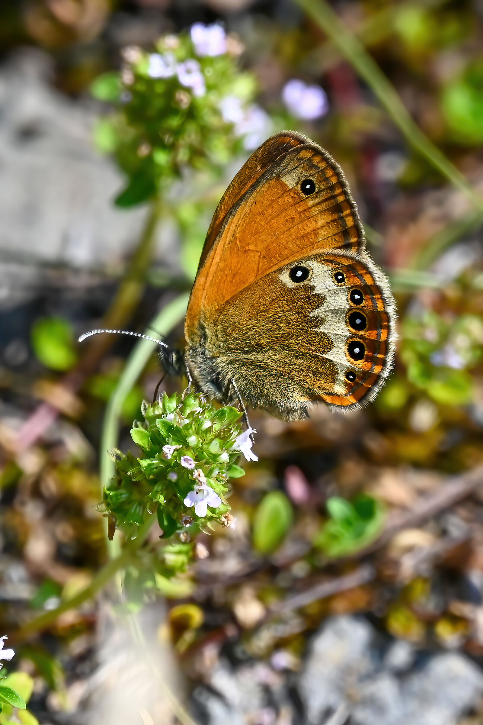 Coenonympha Arcania