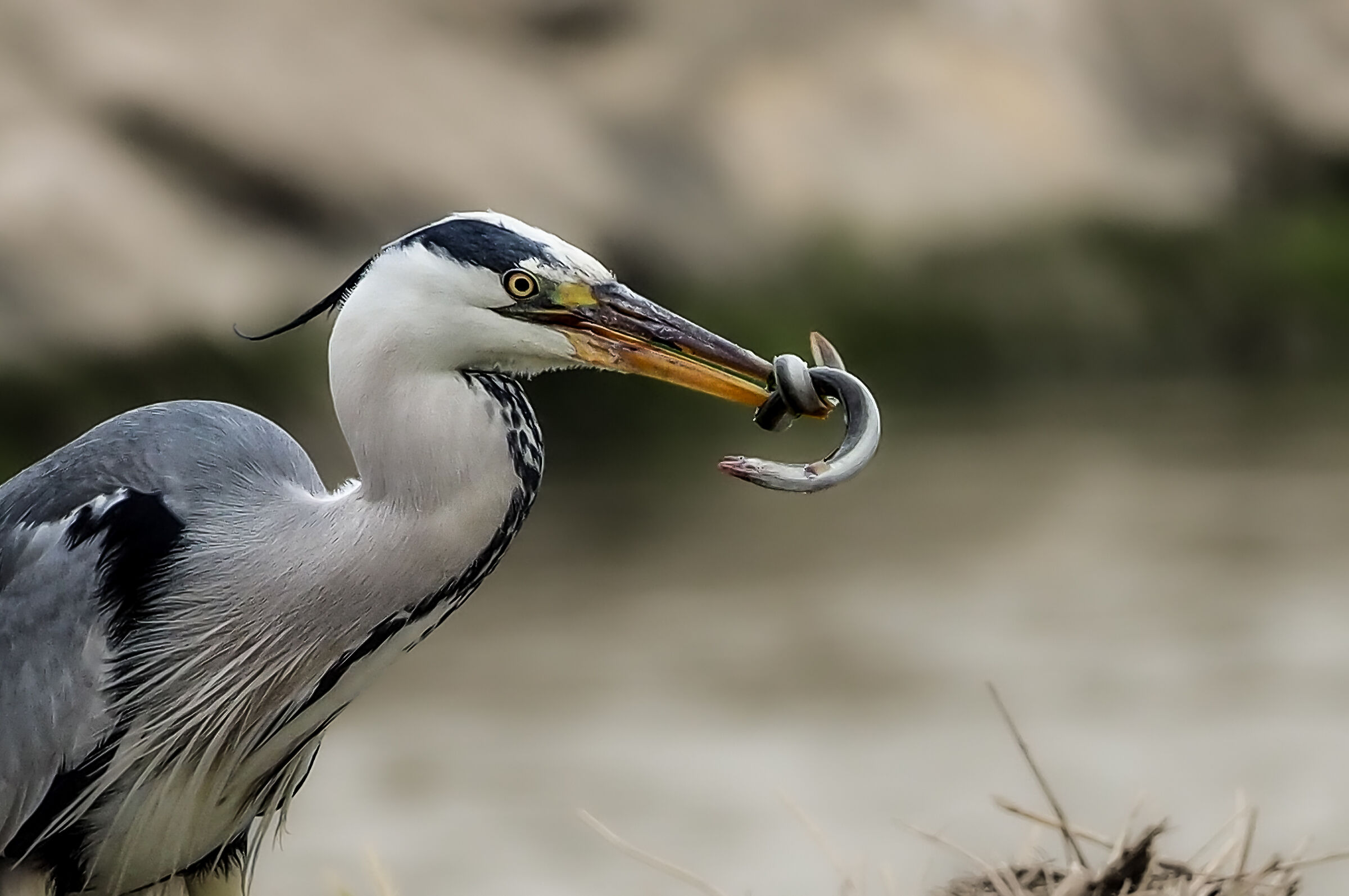 Heron on the hunt