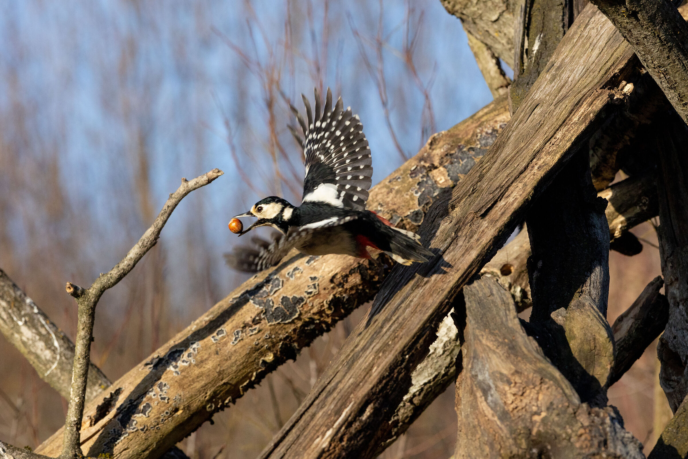 Greater spotted woodpecker