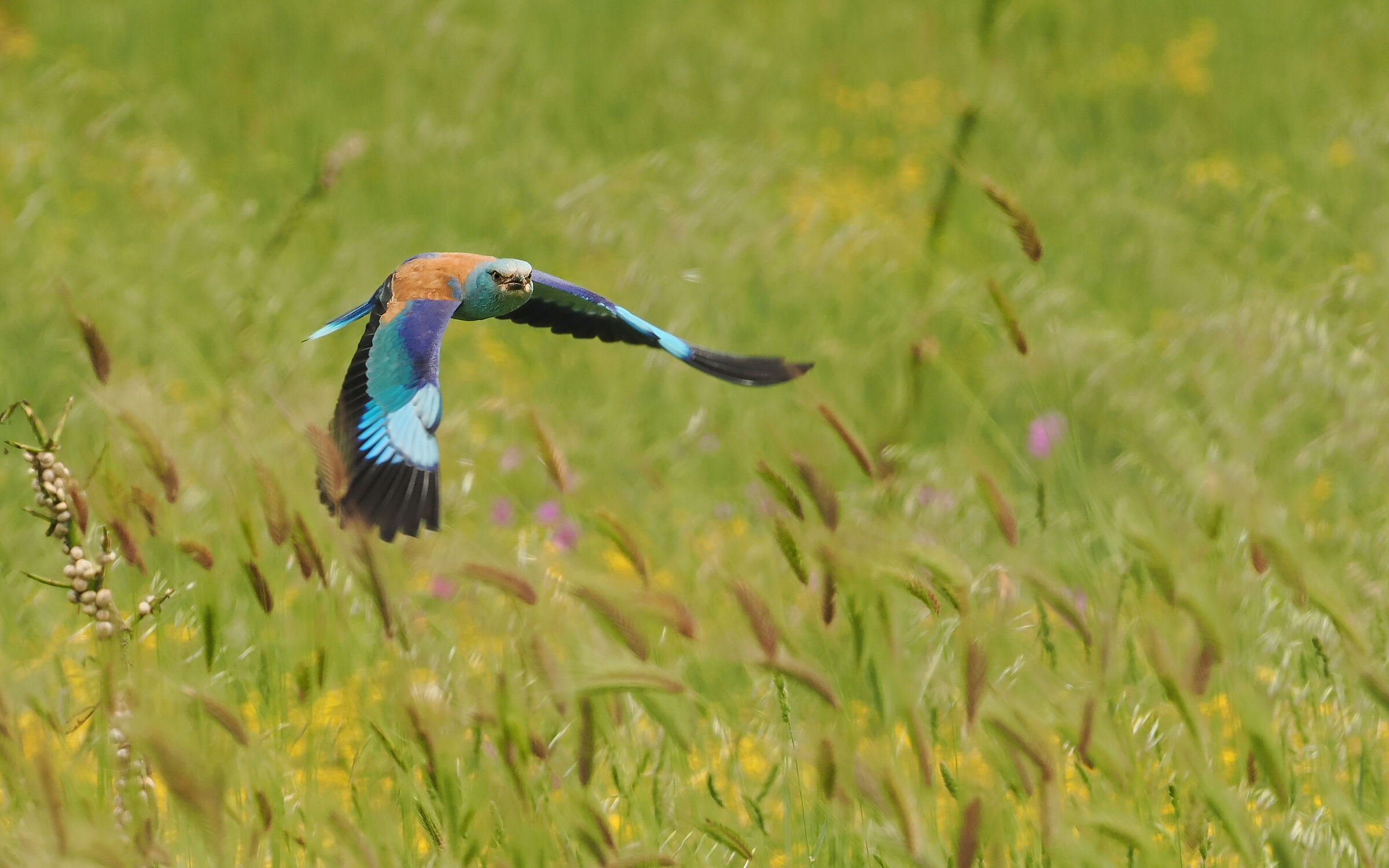 Hoopoe on the fly
