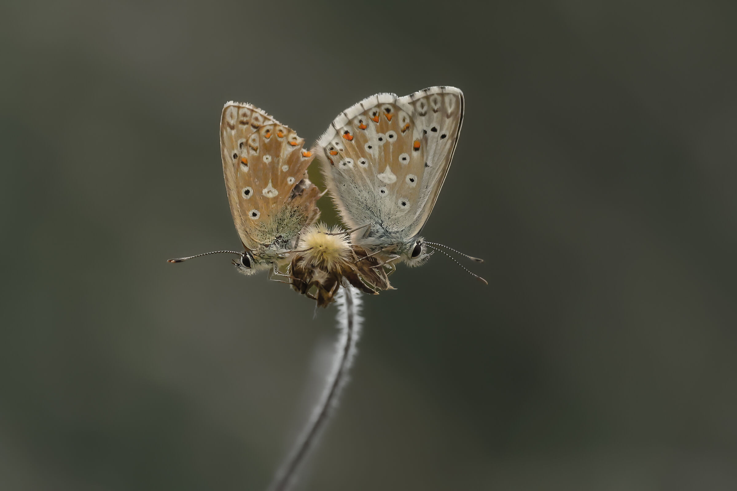 2 wings, 1 butterfly