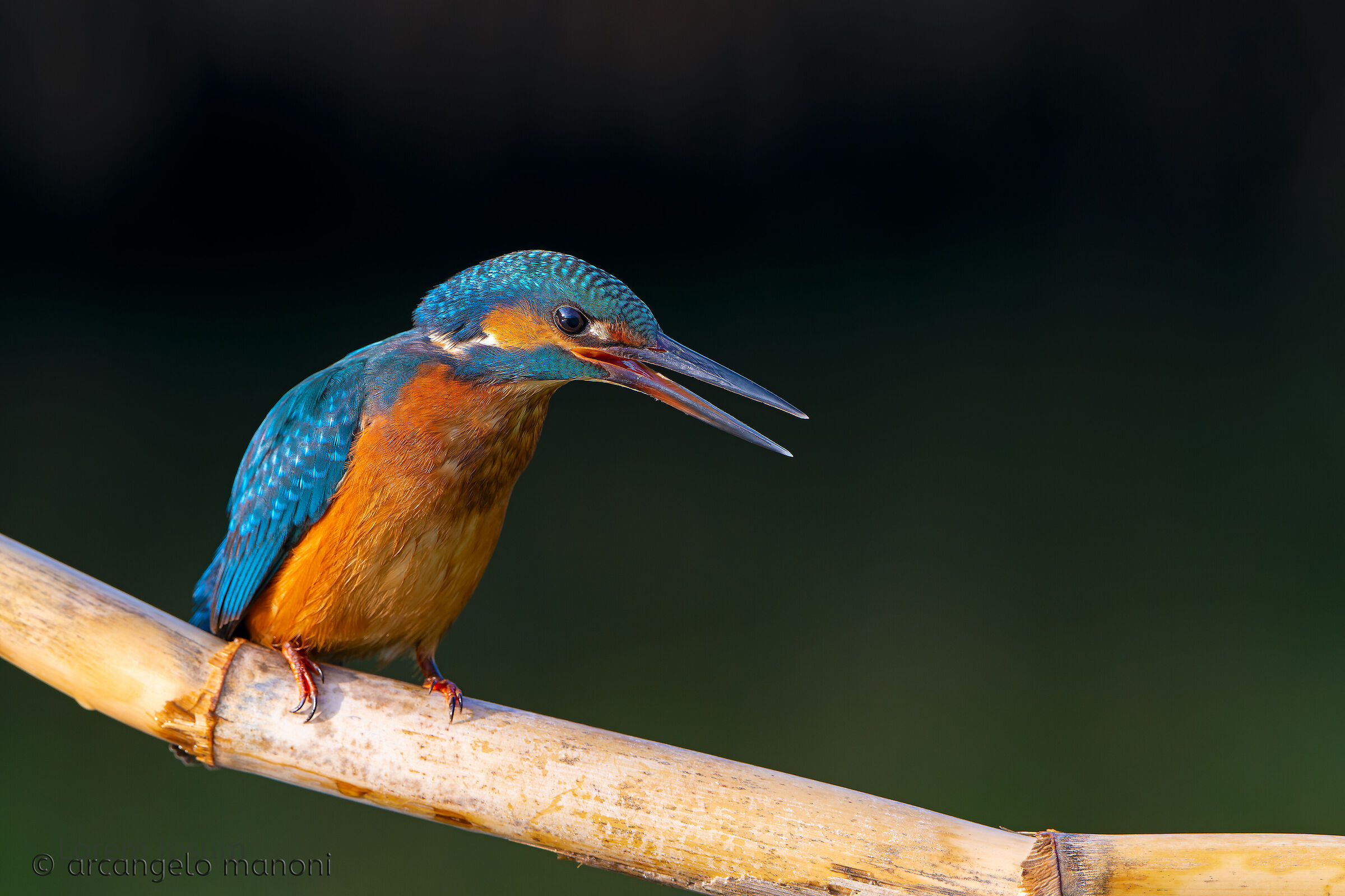 L'espressiva martina