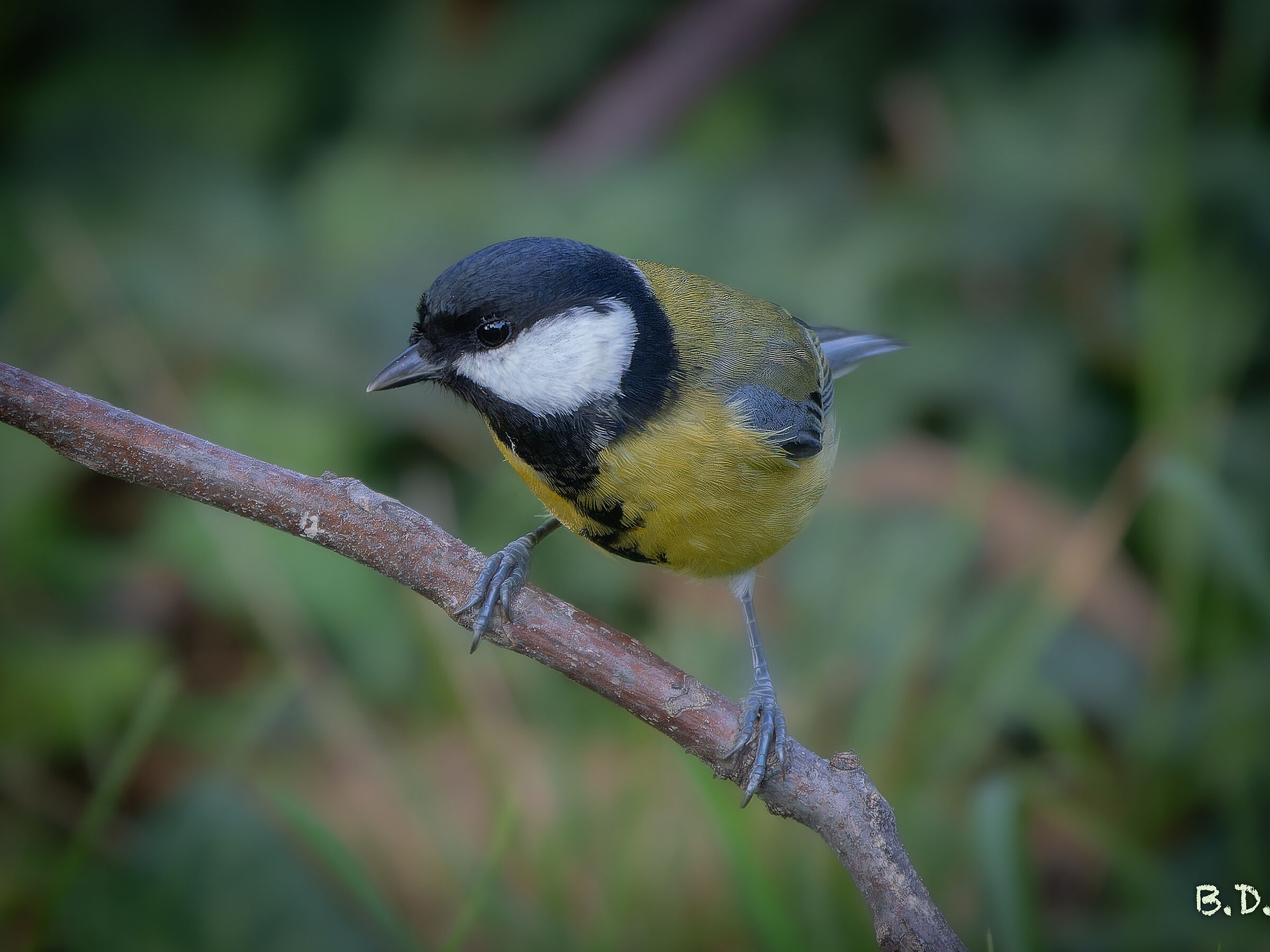 Parus major