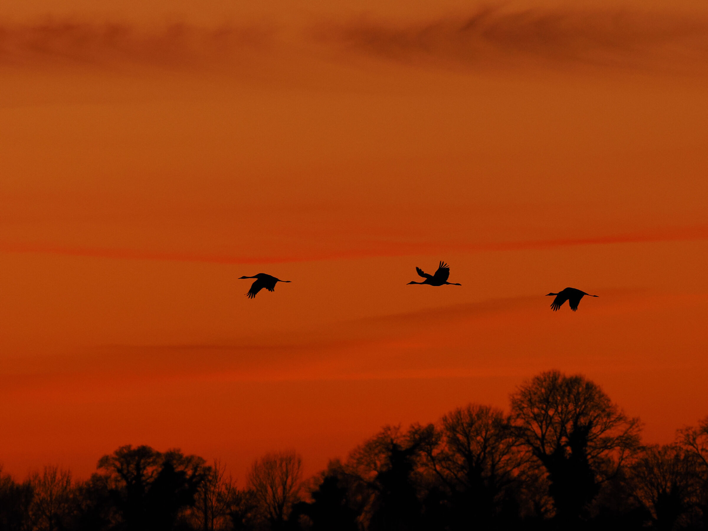 Camargues red sunset