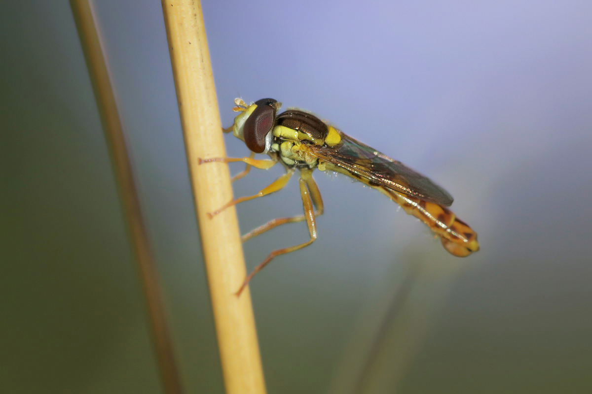 Sphaerophoria scripta