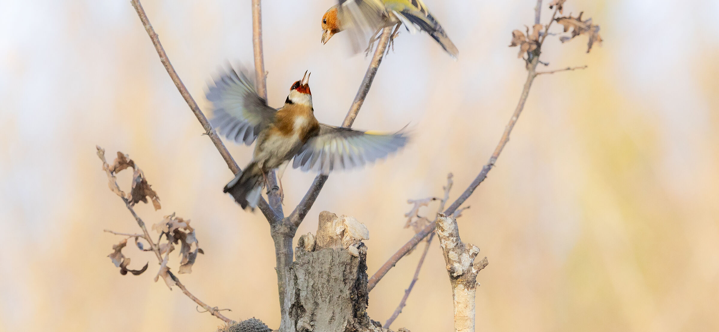 skirmishes between goldfinch and chaffinch