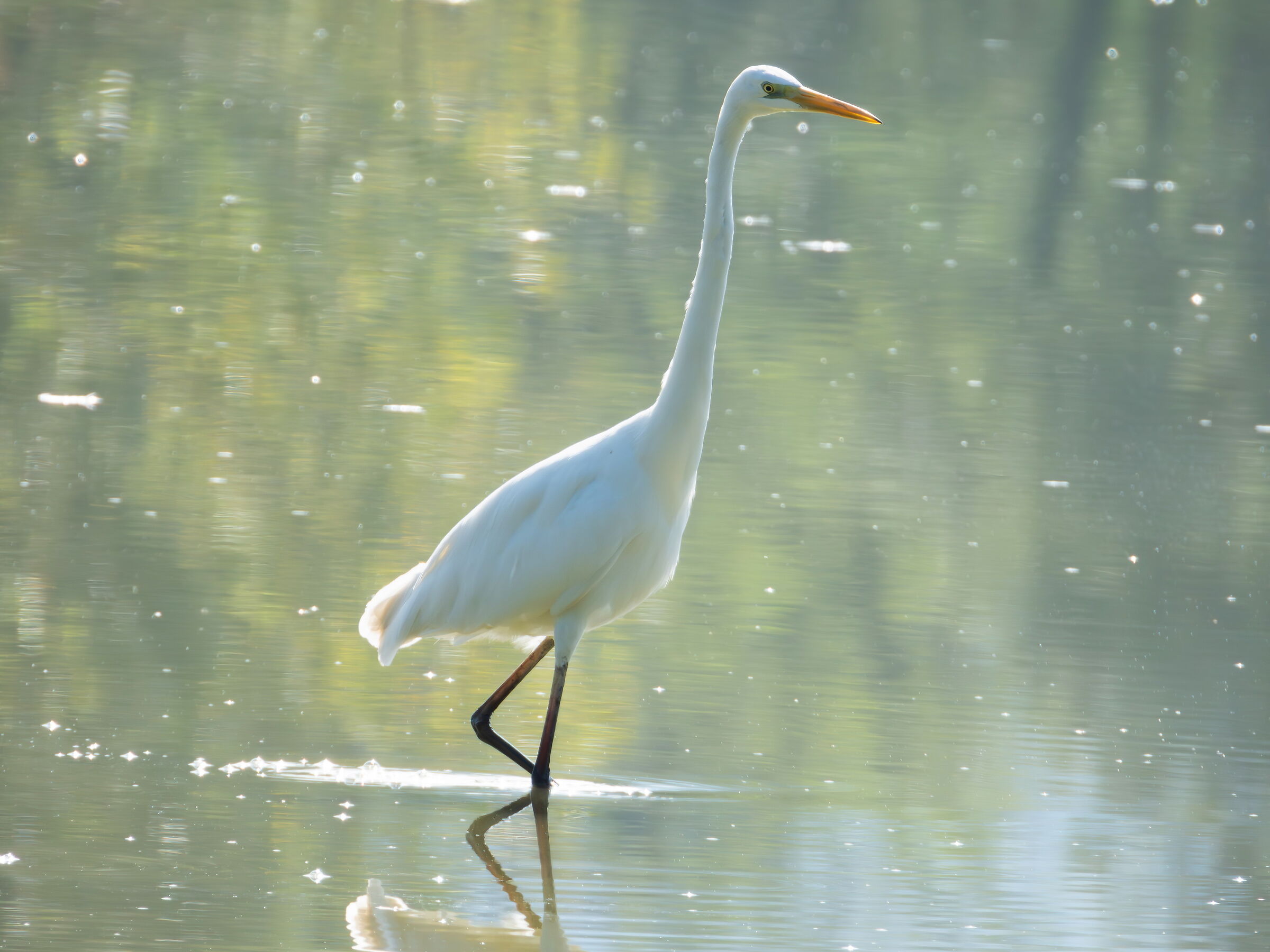 White Heron