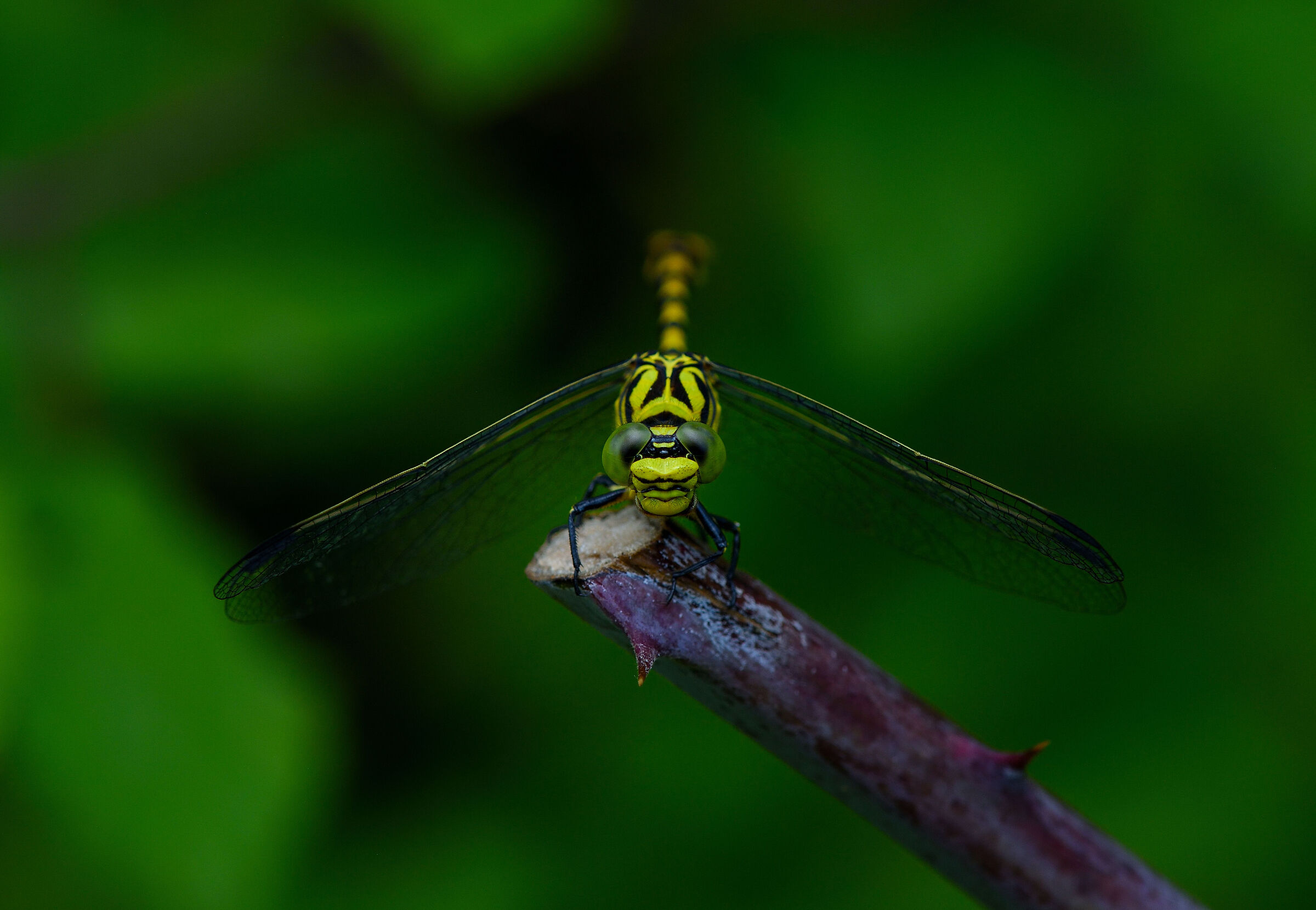 Onychogomphus forcipatus
