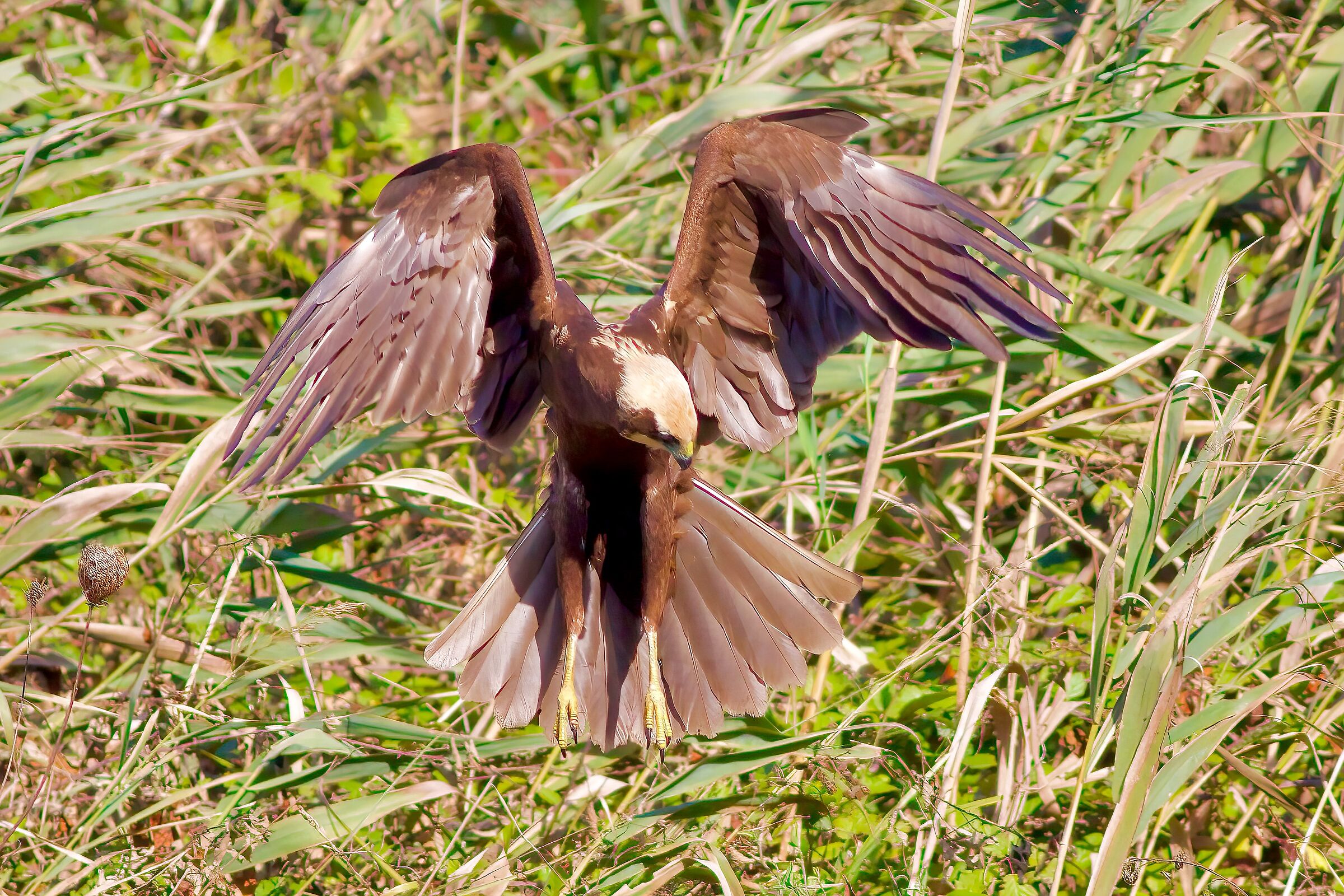 Falco di palude