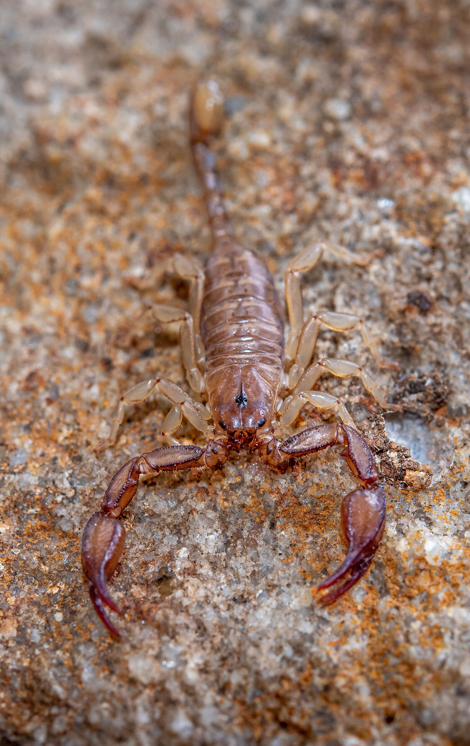 Euscorpius sicanus, the scorpion of the Madonie