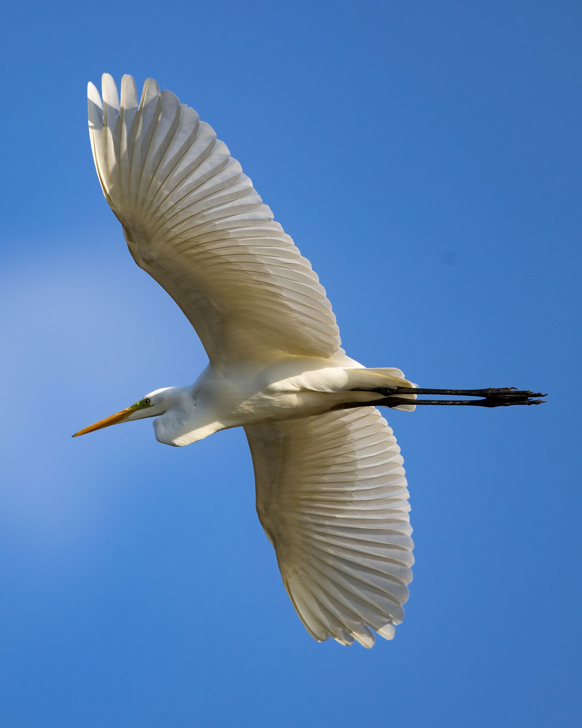 Ardea alba
