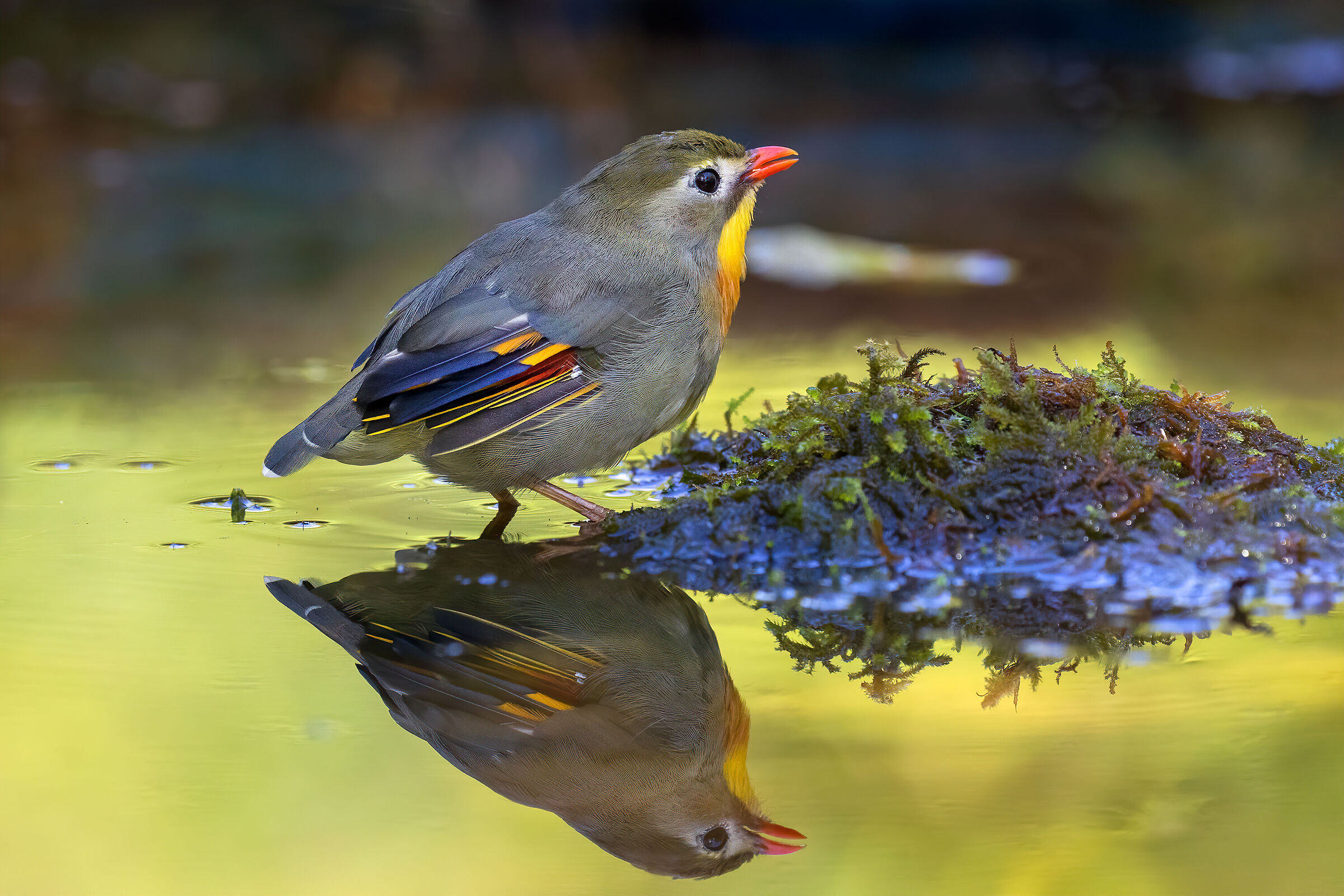 Nightingale of Japan