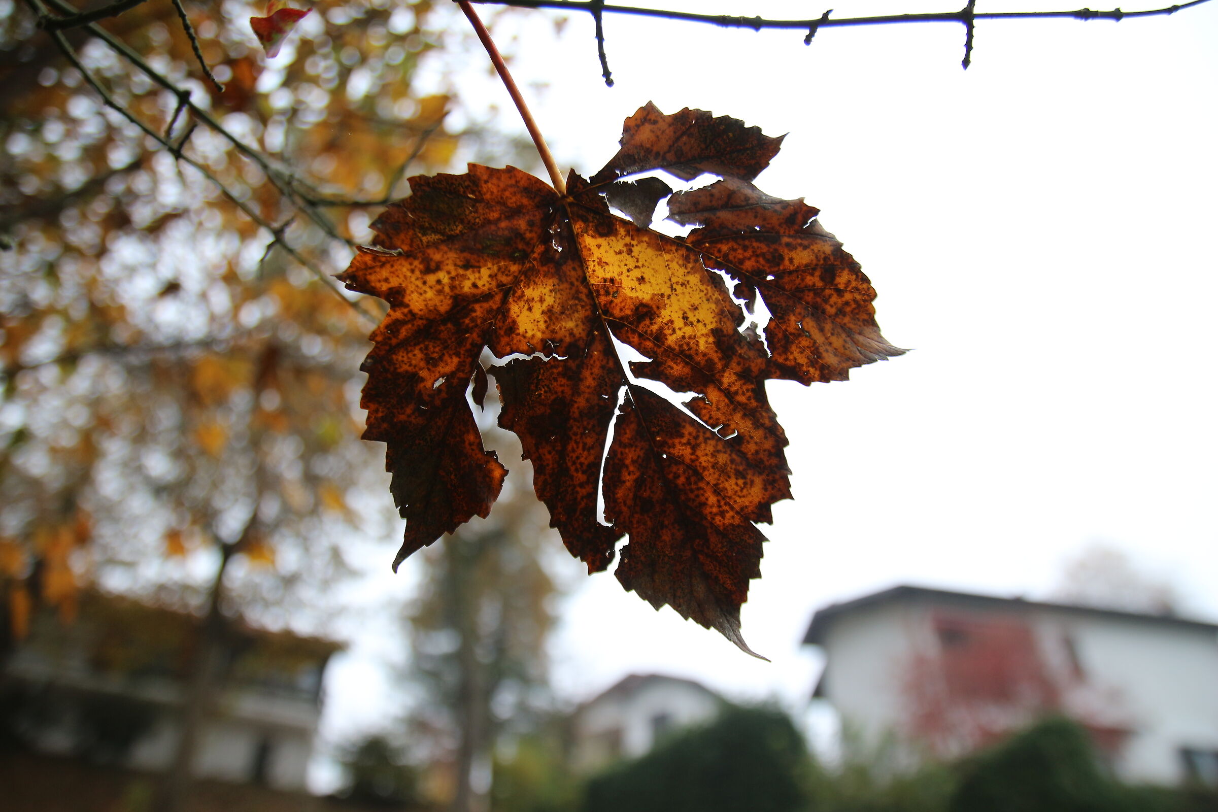 AUTUMN