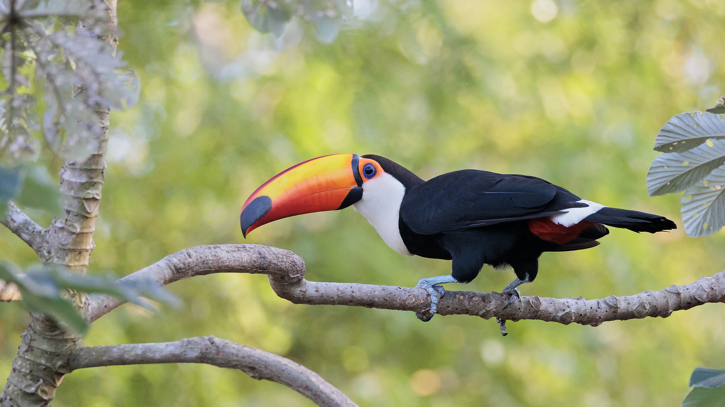 TOCO TOUCAN (Ramphastos toco)