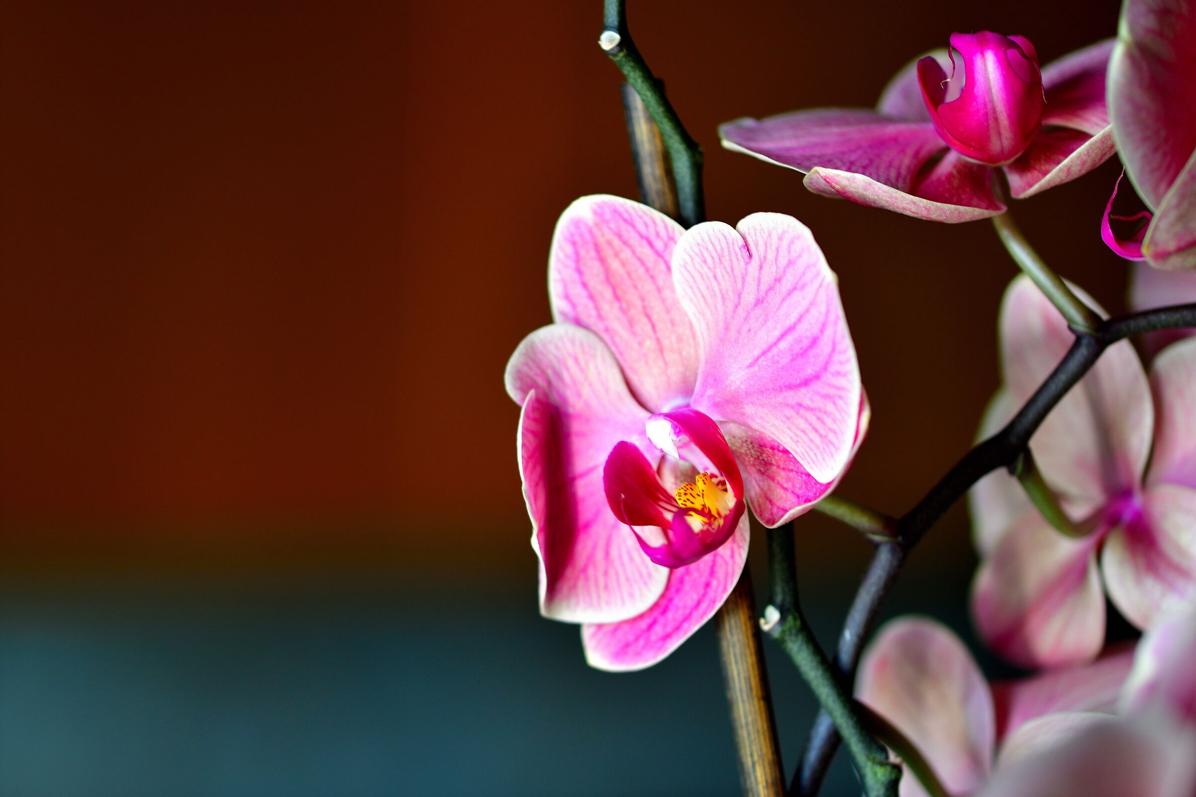 Orchid