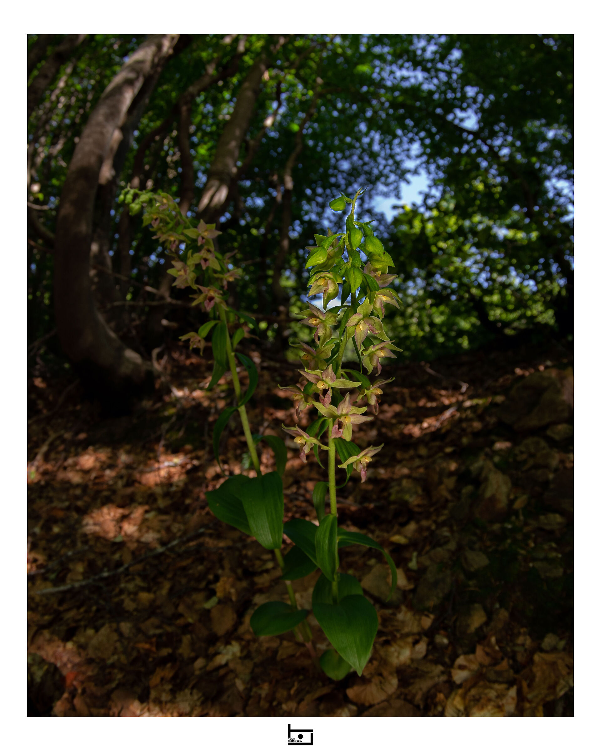 Epipactis aspromontana