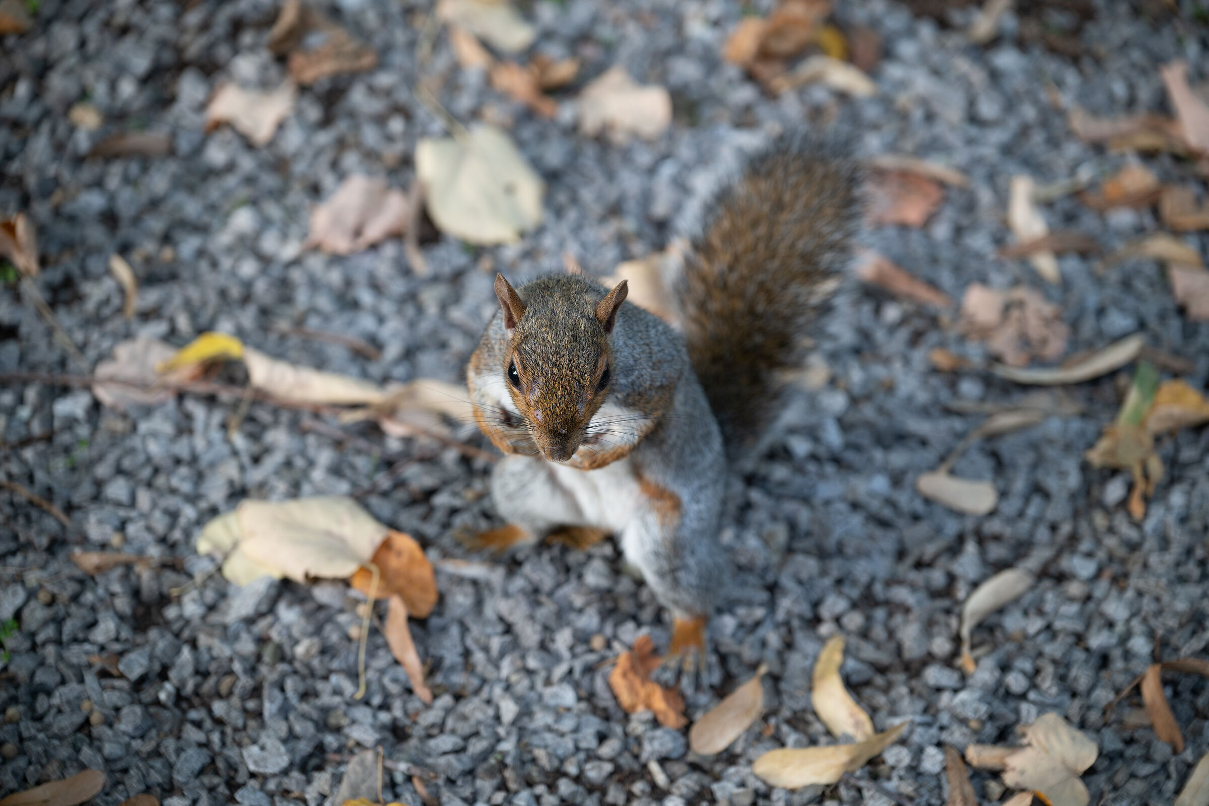 Monza - Parco della Villa Reale - Scoiattoli (2)