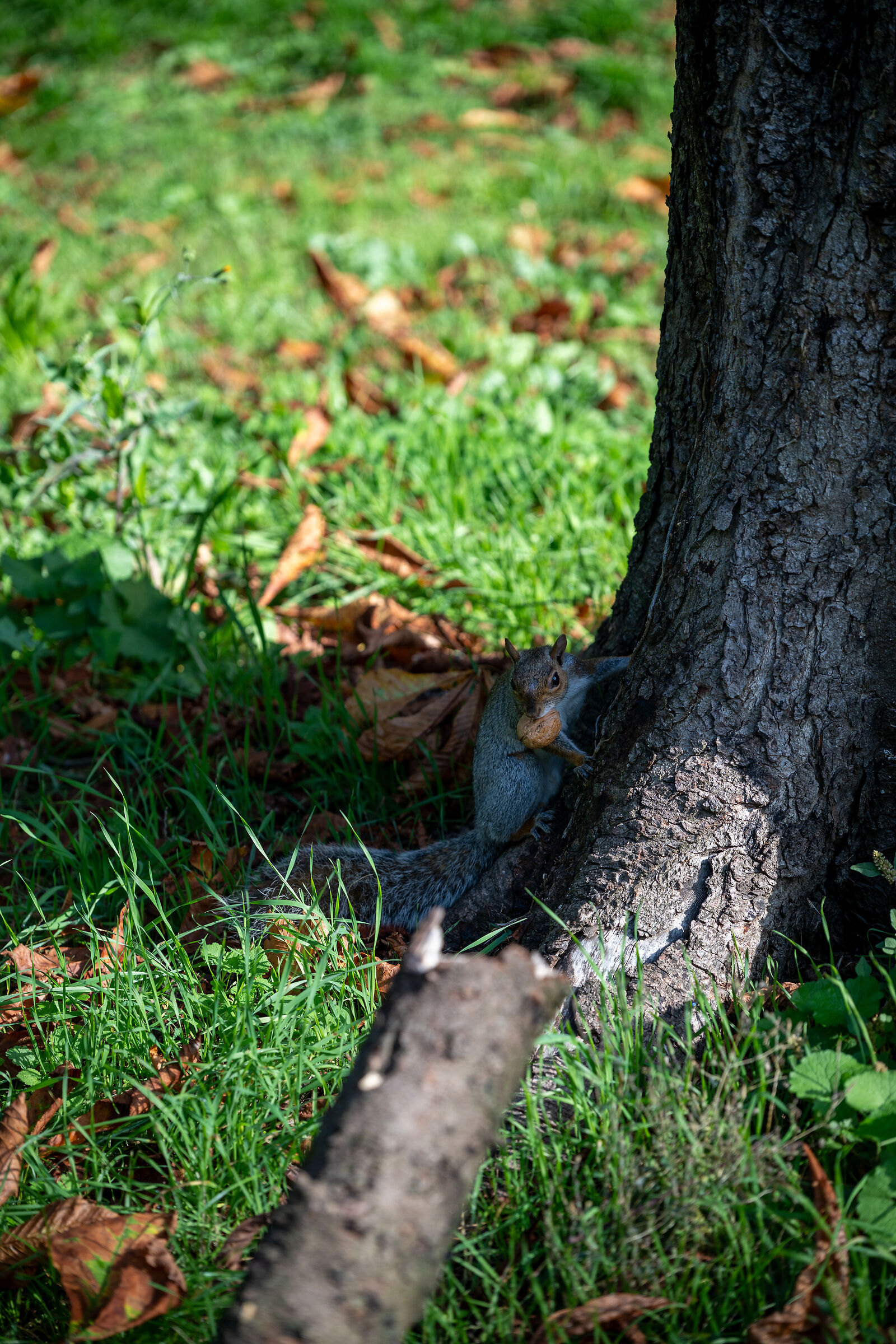 Monza - Parco della Villa Reale - Scoiattoli (3)