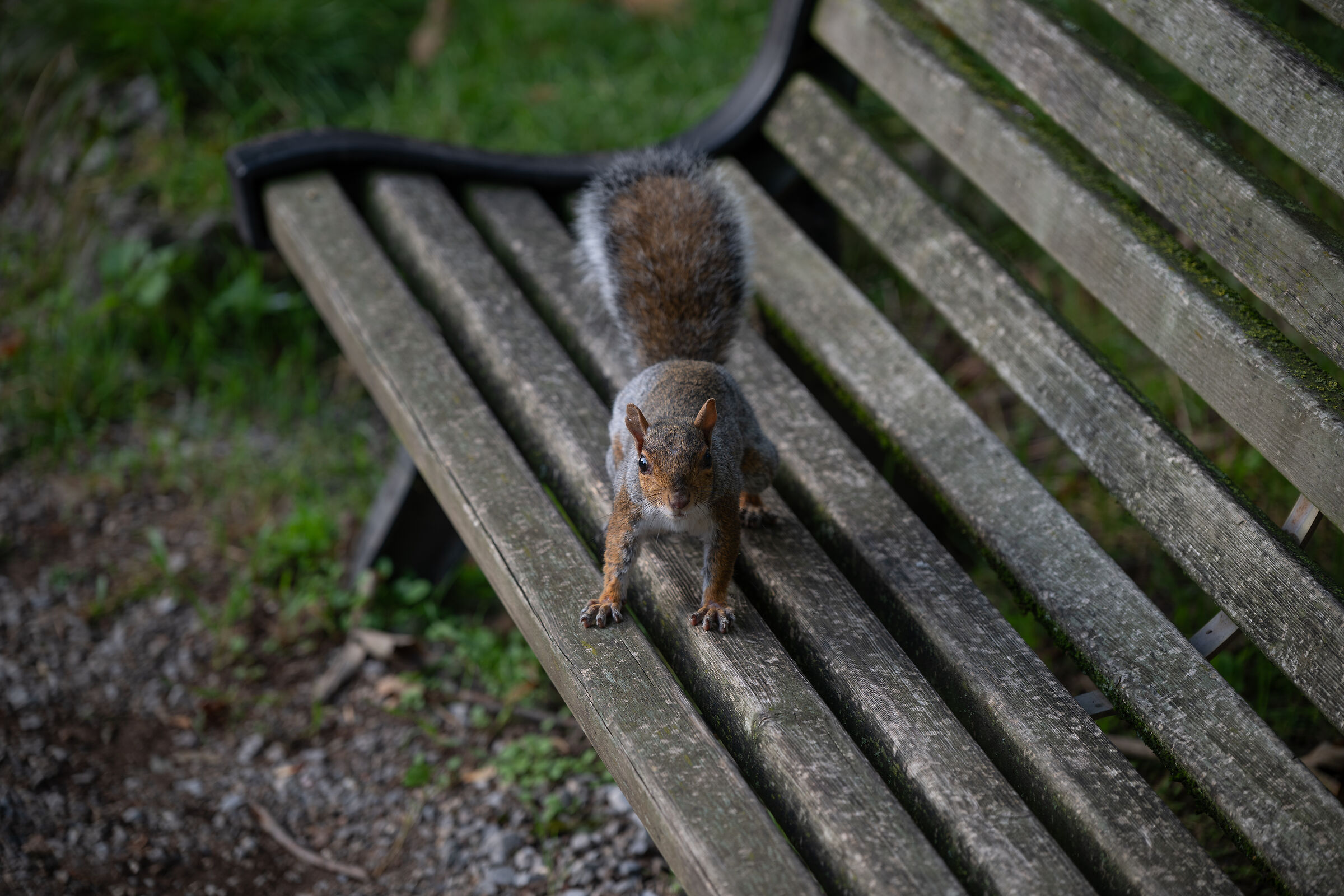 Monza - Parco della Villa Reale - Scoiattoli