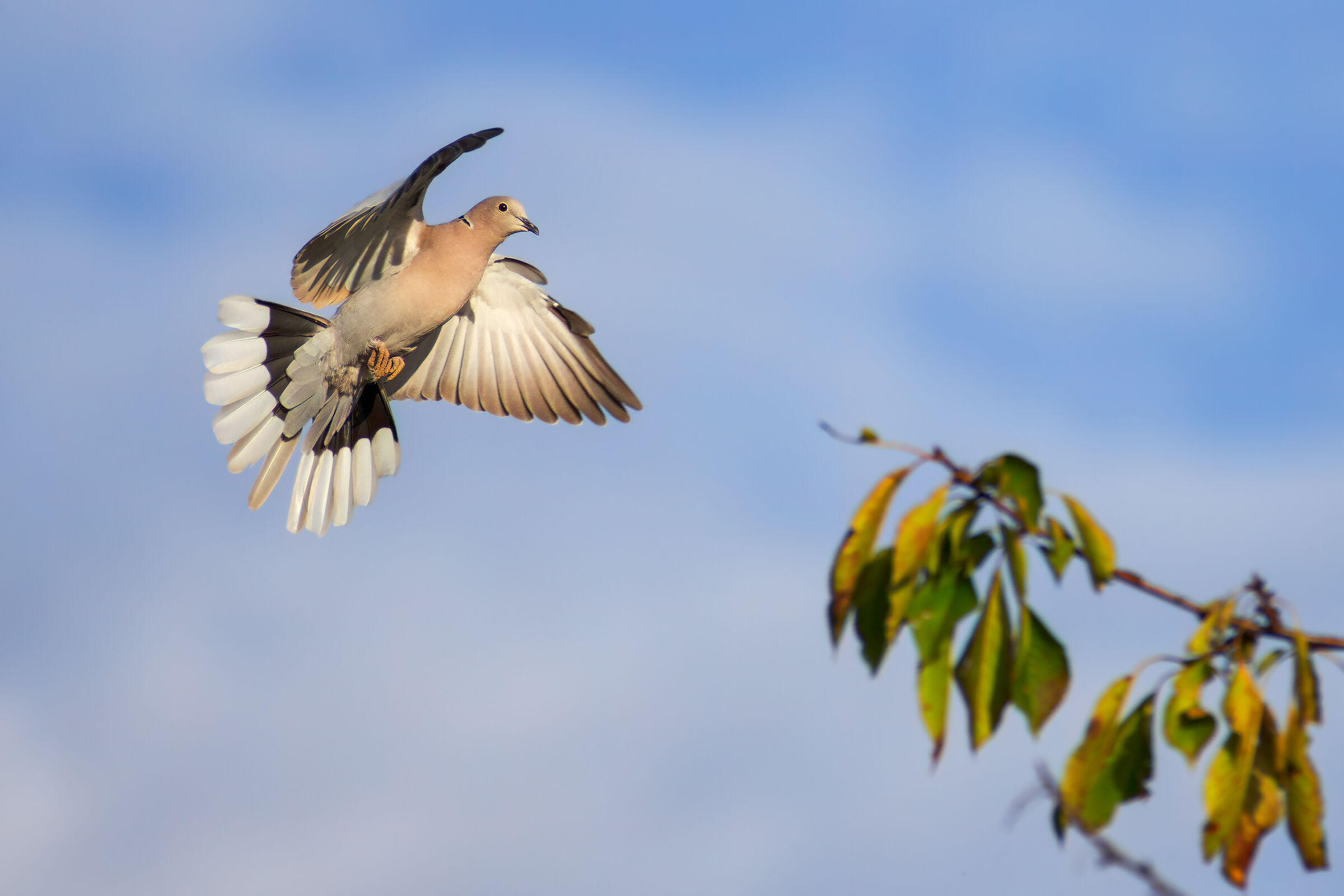 Tortorella in the garden