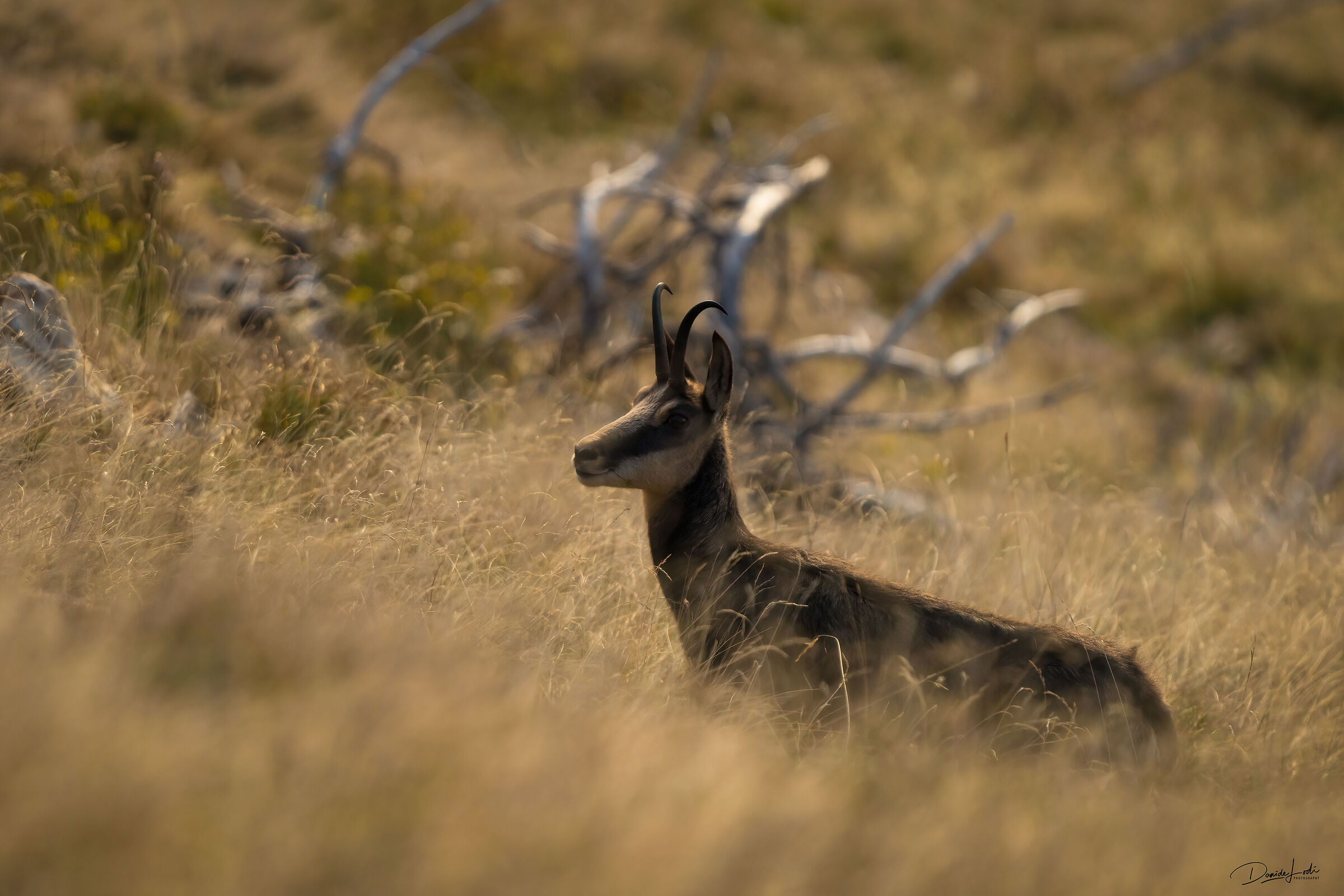 Chamois