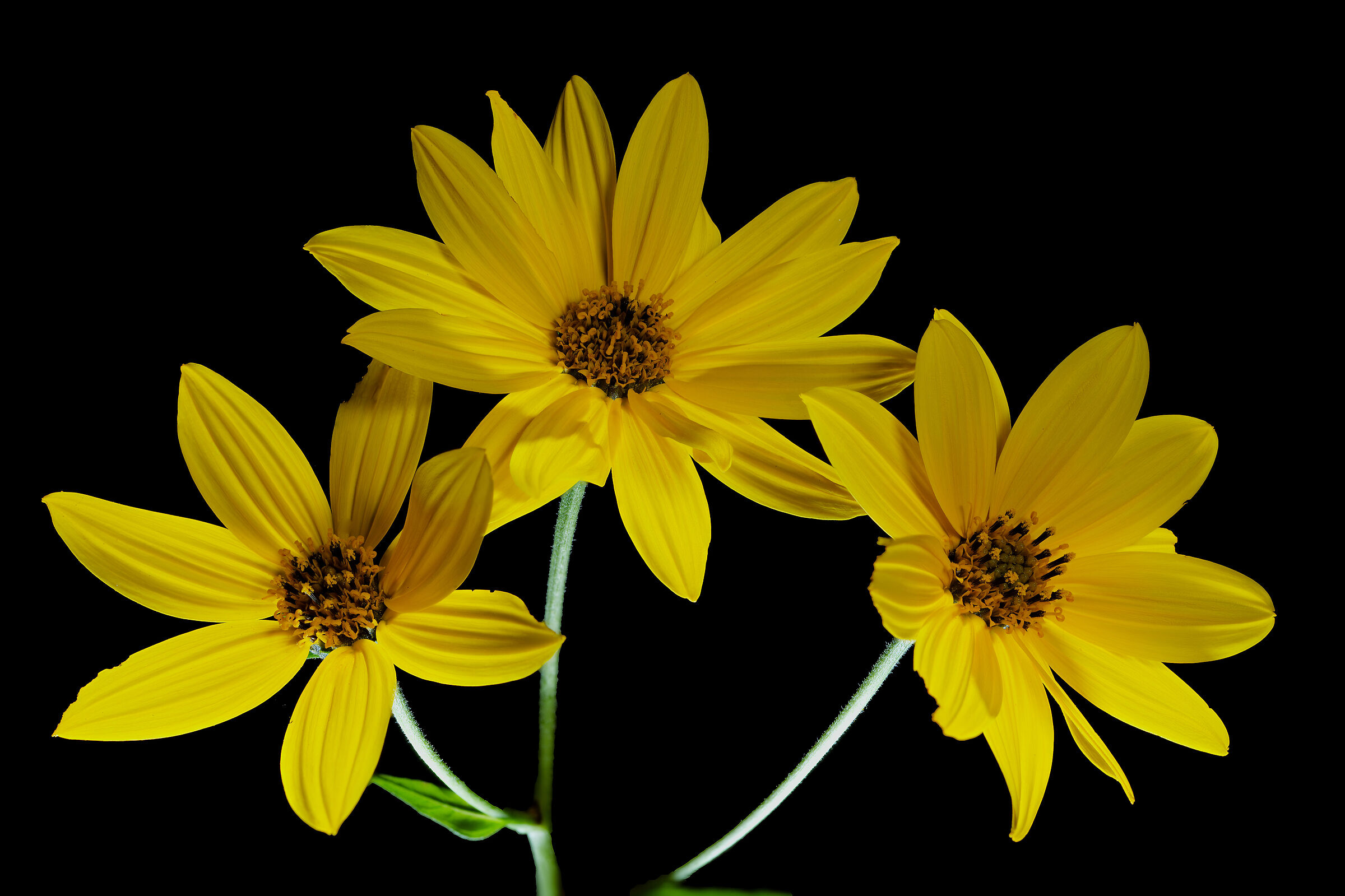 Jerusalem artichoke...
