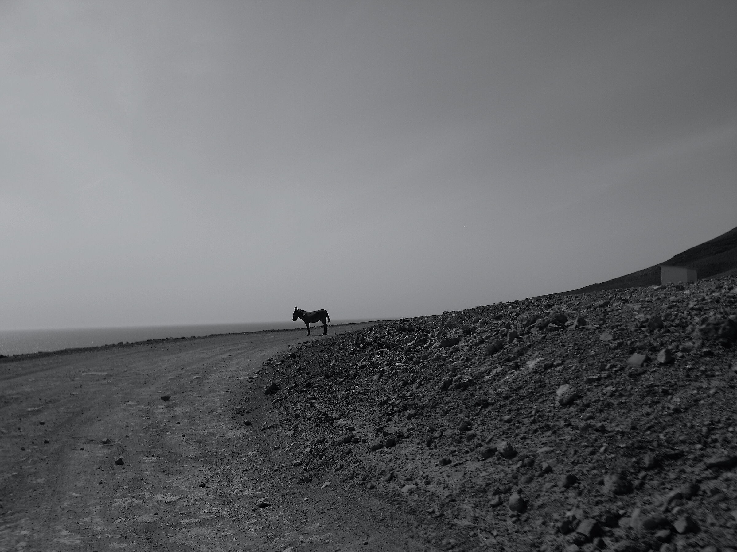 I love donkeys!!!!!!