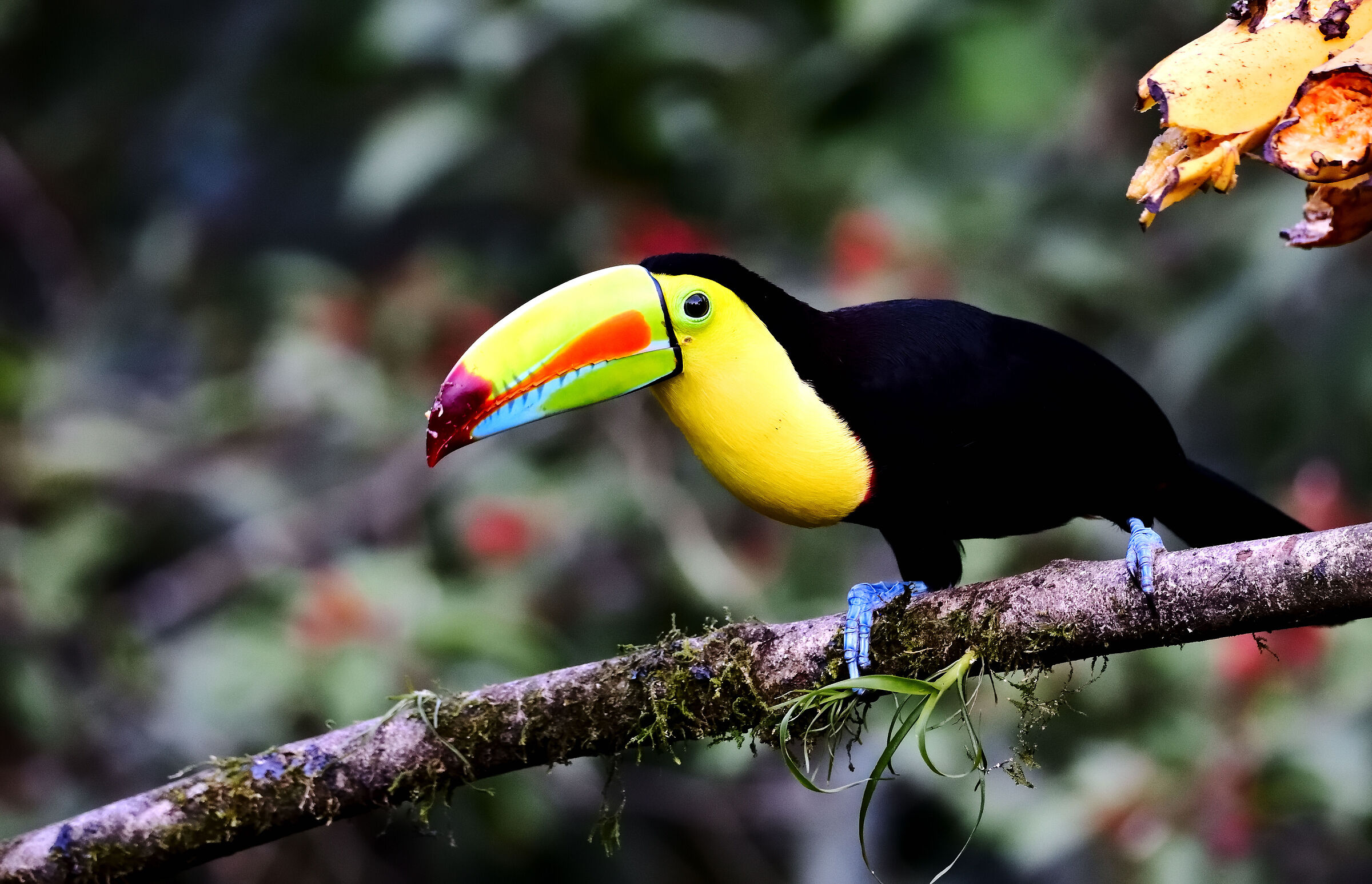 A colorful Keel-billed toucans posing on a branch