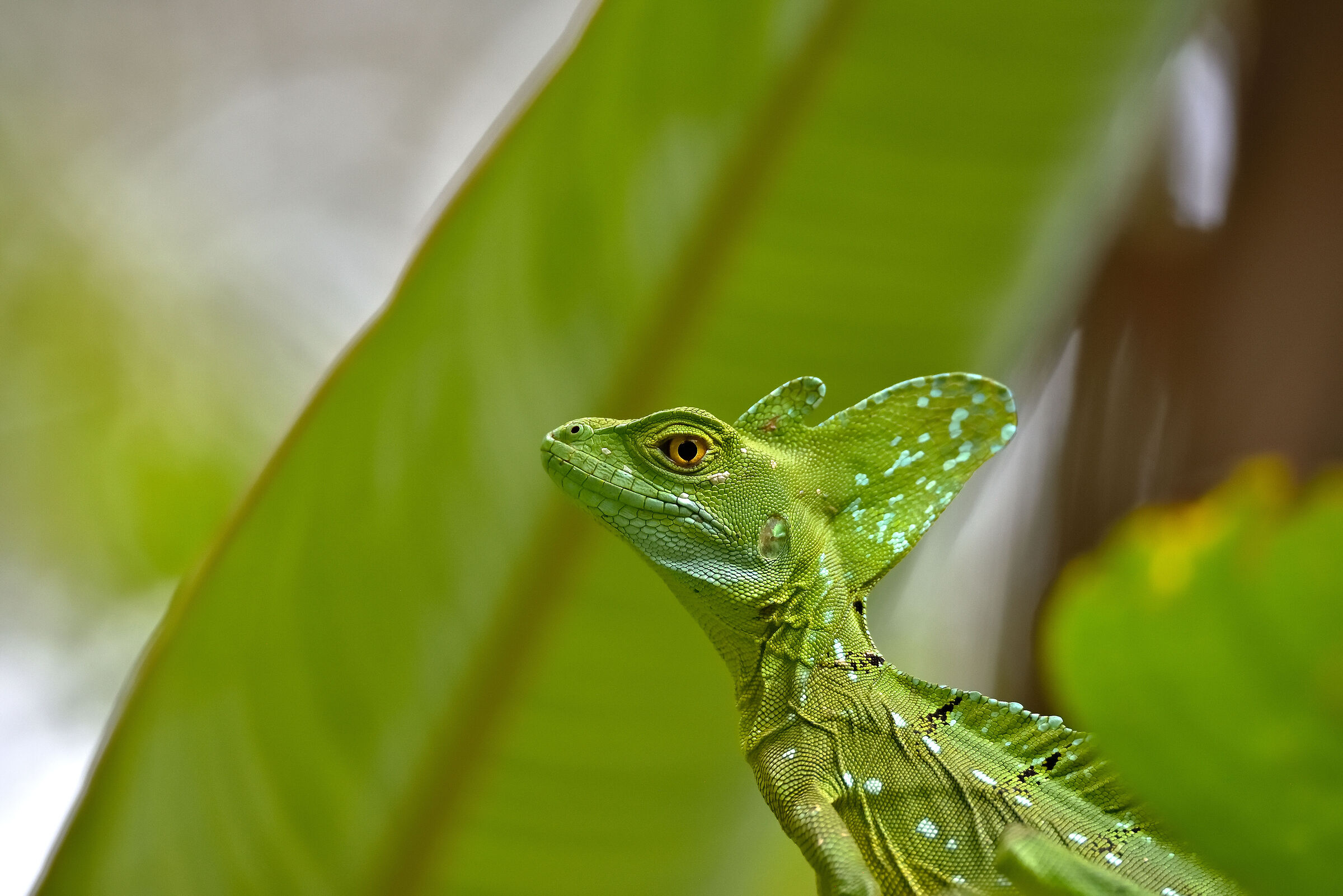 A Basilisk of Jesus Christ hiding in the leaves