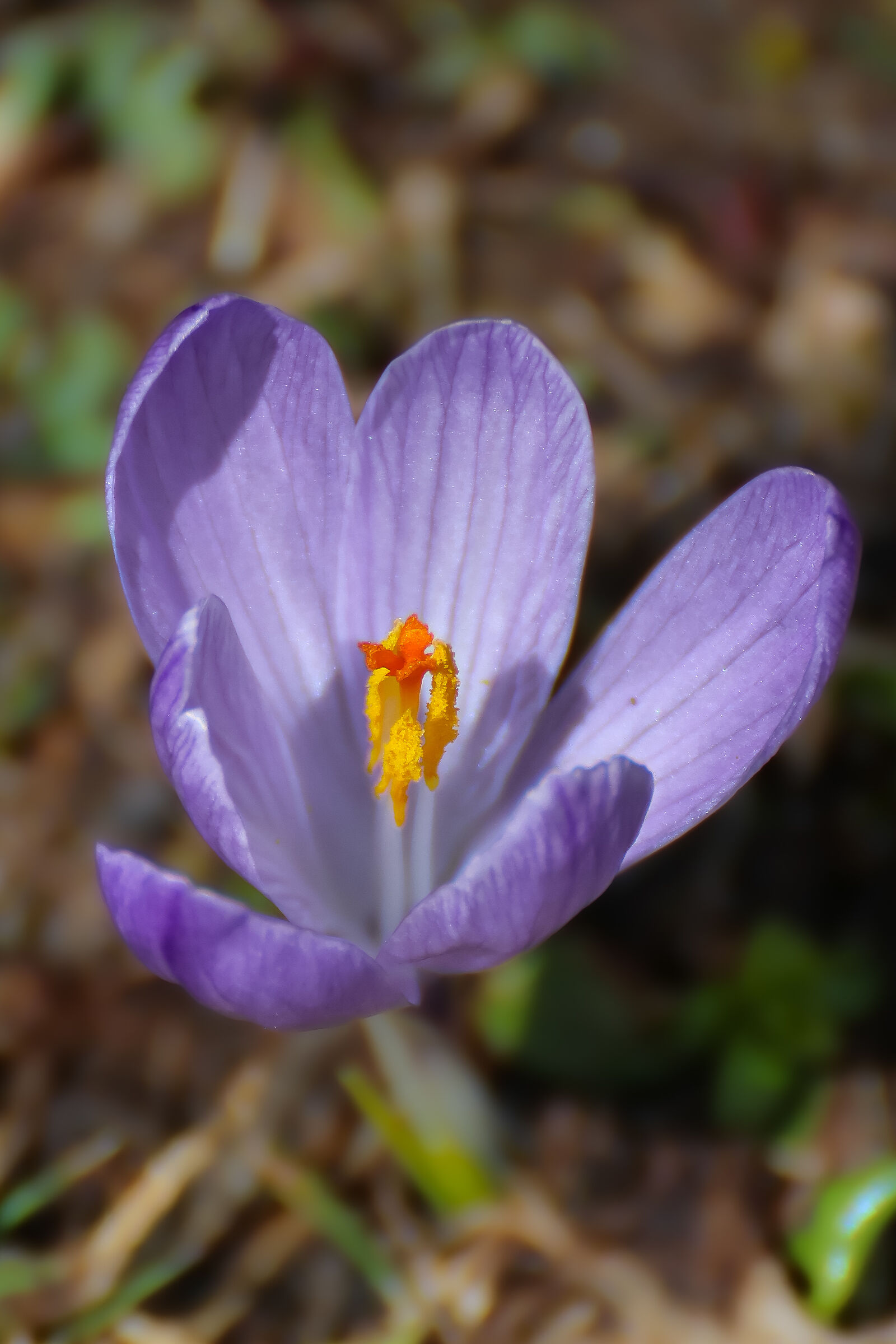 Crocus